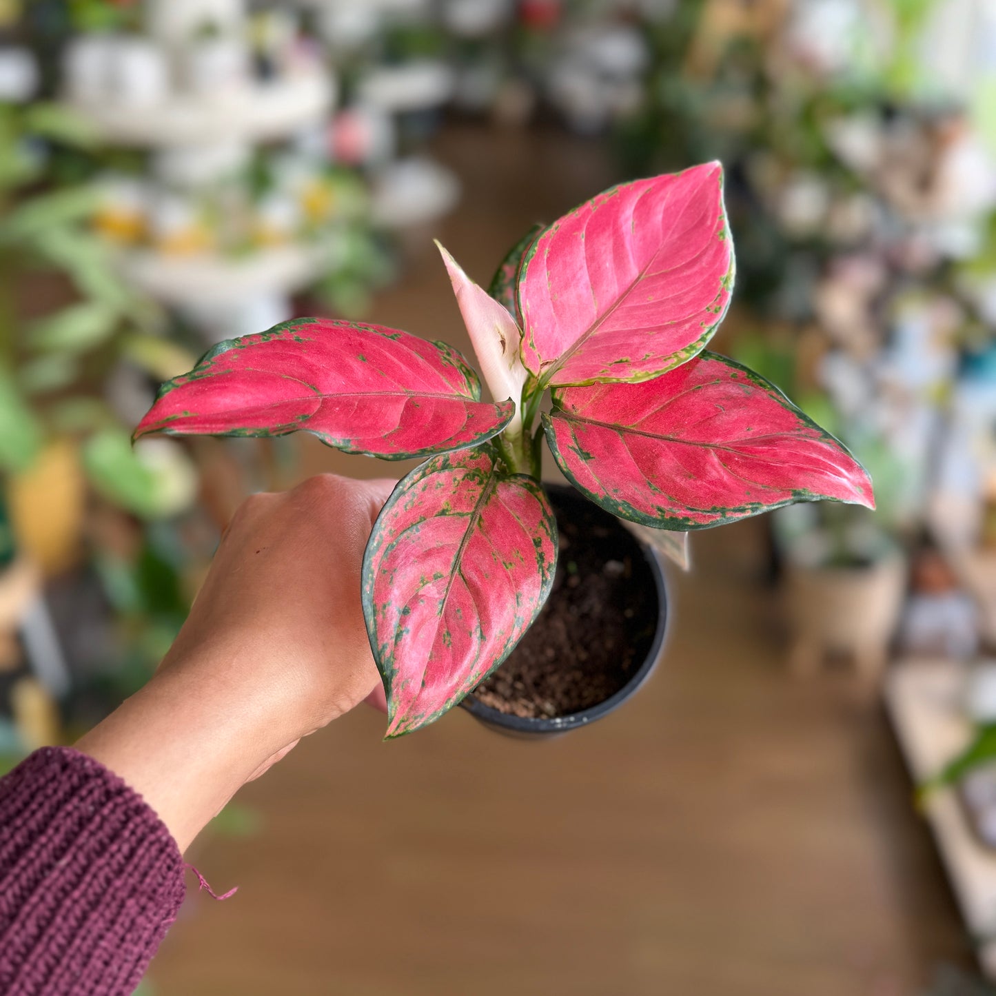 Aglaonema ‘Pink Dark’