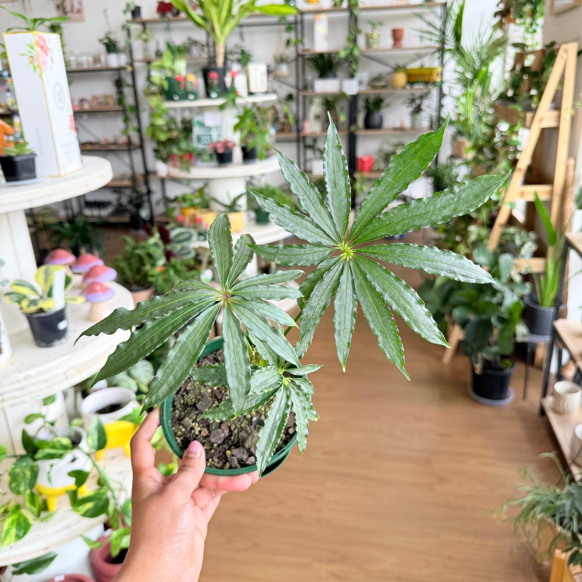 Anthurium Polystichum