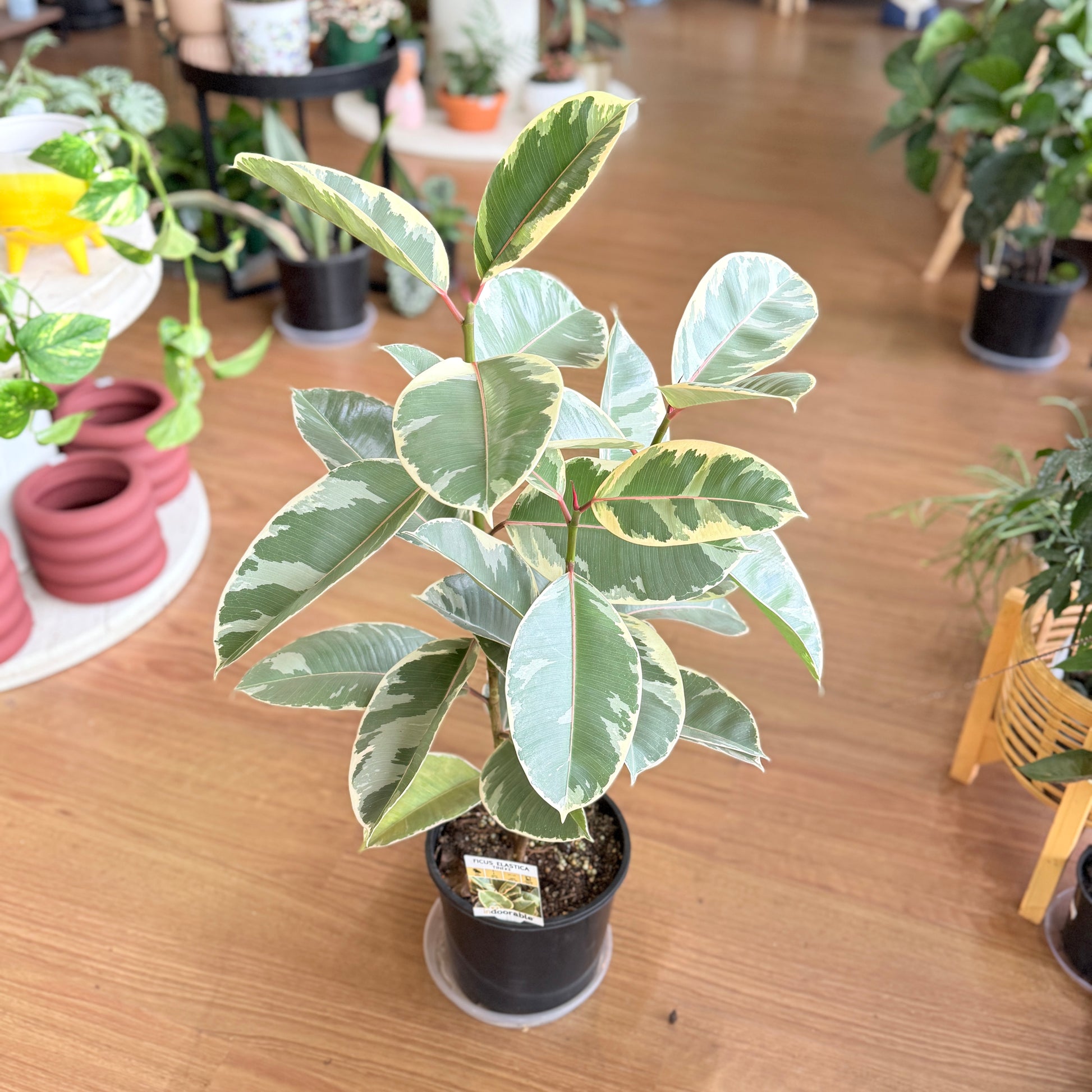 Ficus ‘Tineke’ Variegated Rubber Plant