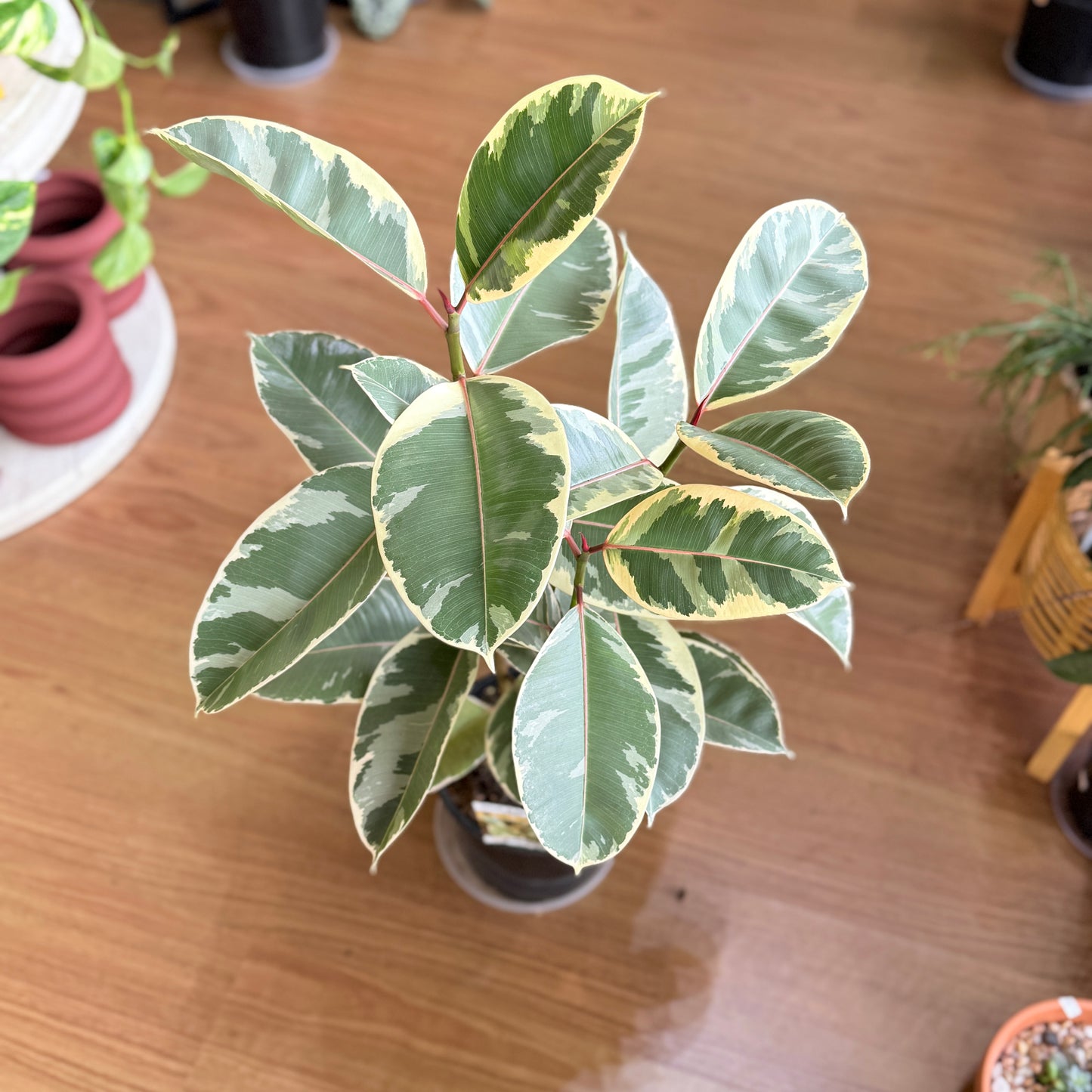 Ficus ‘Tineke’ Variegated Rubber Plant