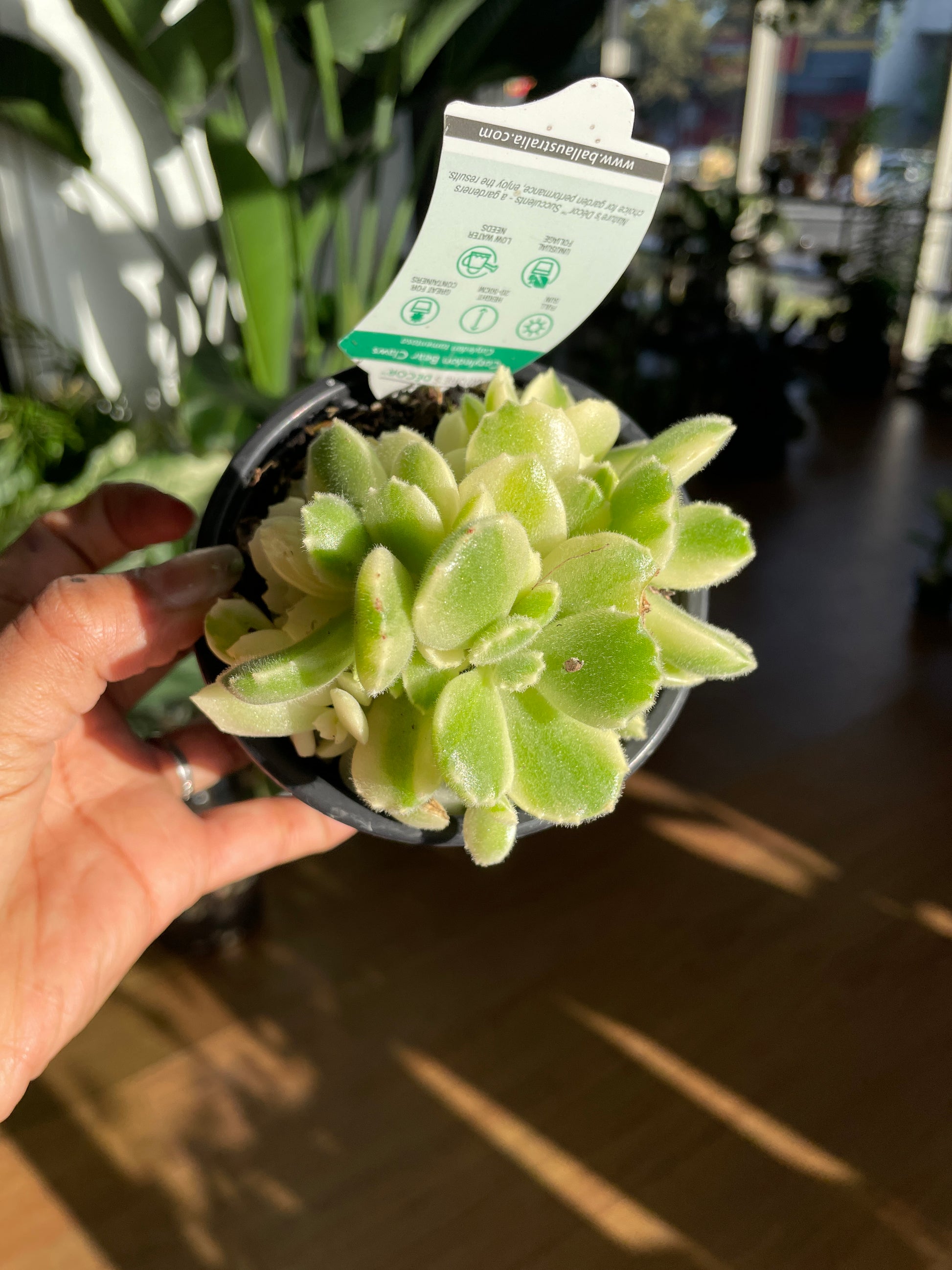 Cotyledon Tomentosa Bear Paws White Variegated - Wera Plants