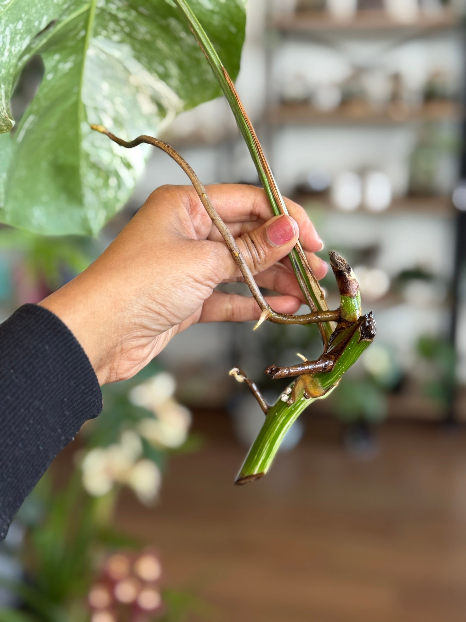 Monstera Albo Borsigiana Cutting C