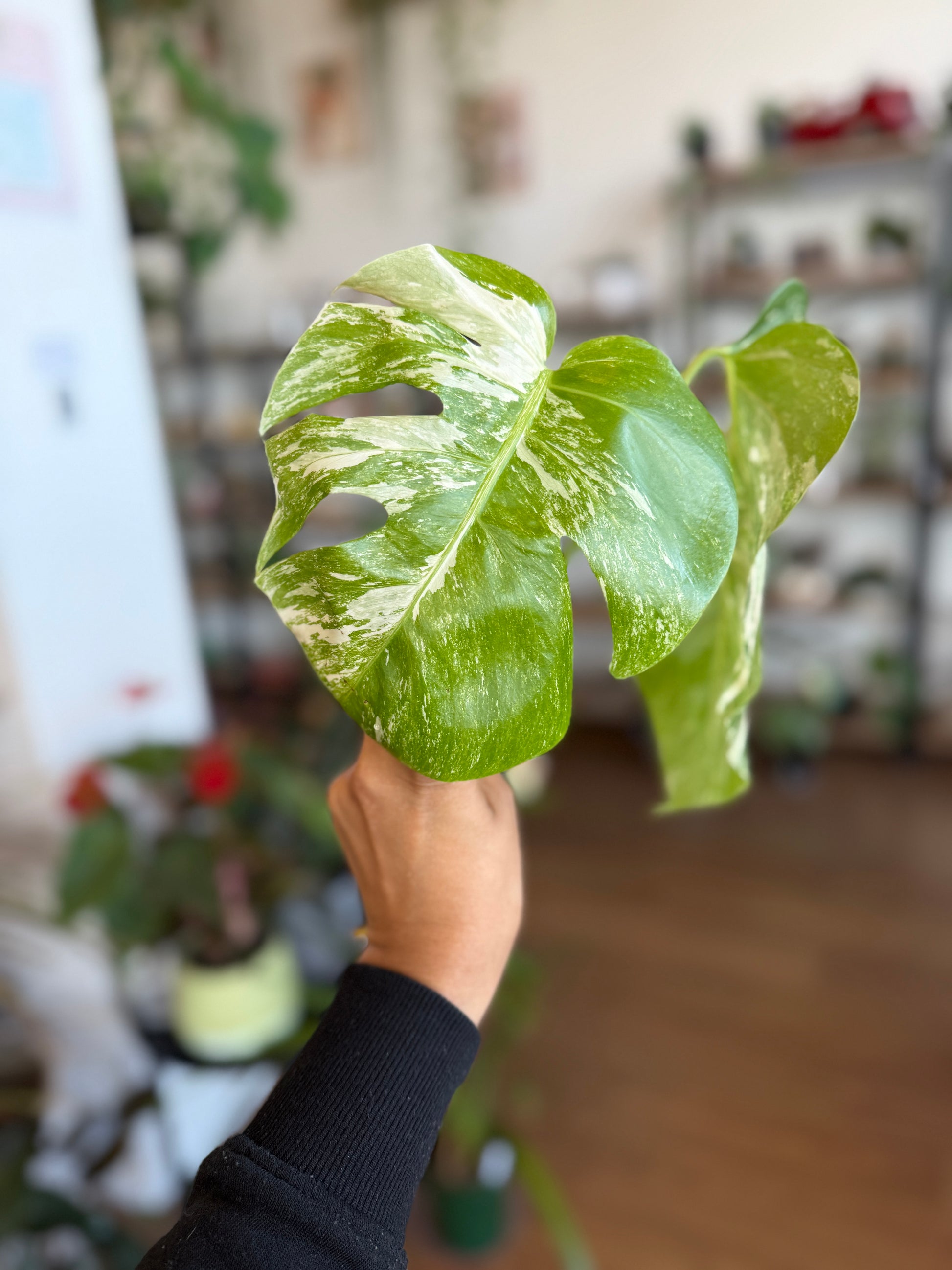 Monstera Albo Borsigiana Cutting B