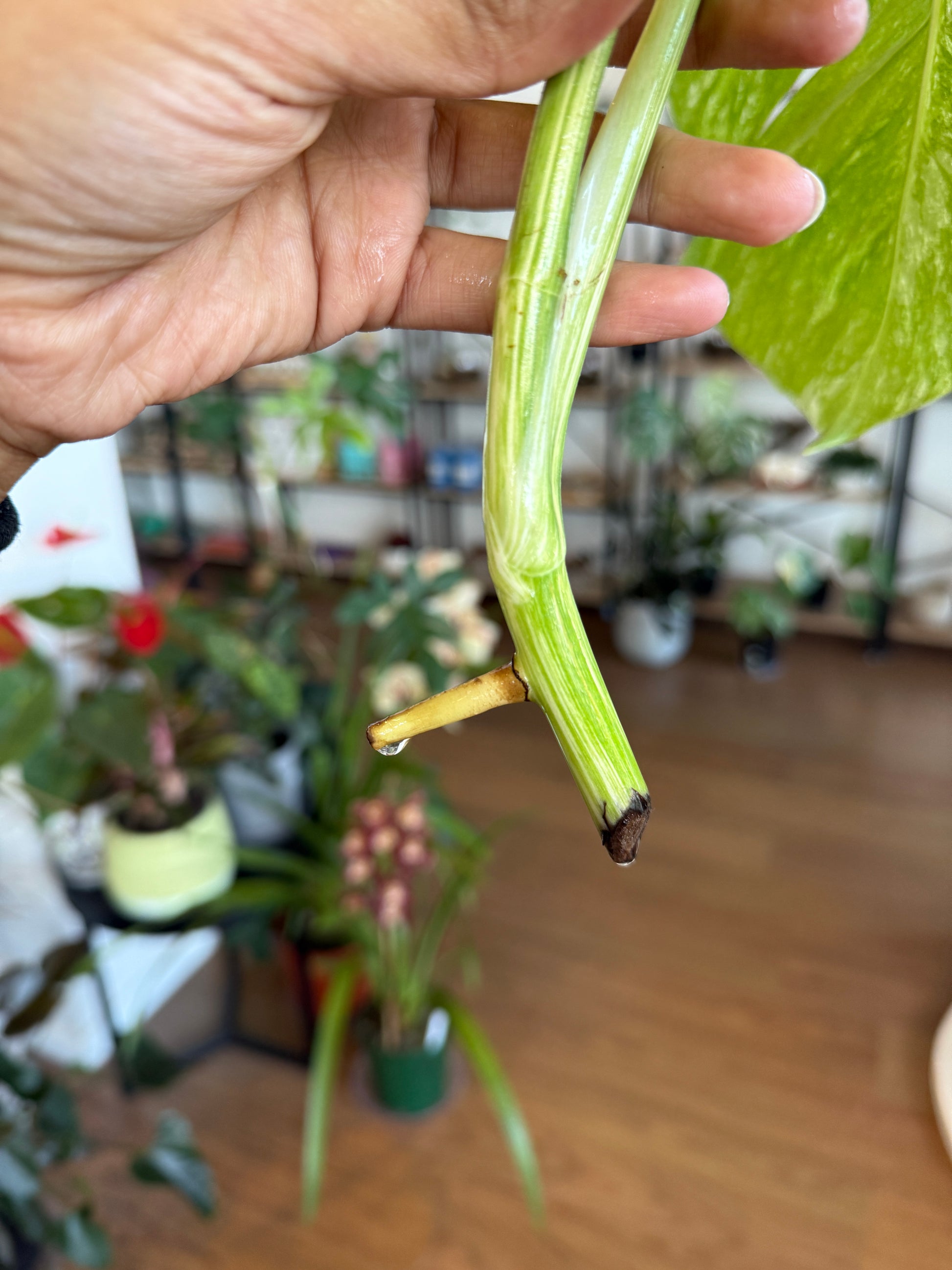 Monstera Albo Borsigiana Cutting B