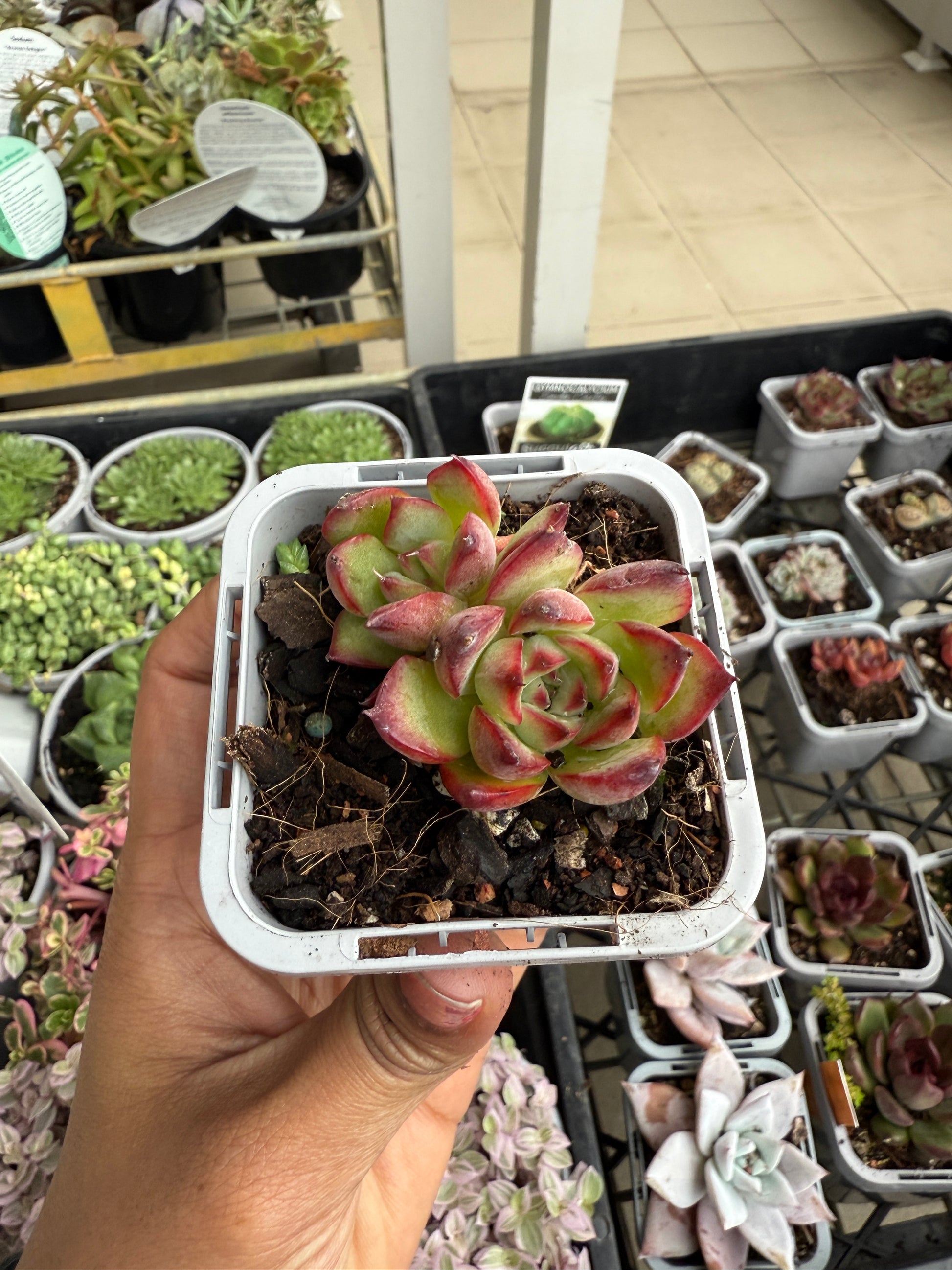 Echeveria Fire Pillar