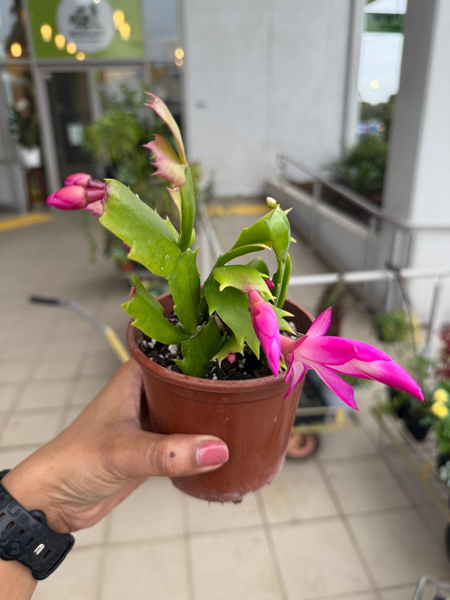 Zygocactus 'Dark Pink' Flower