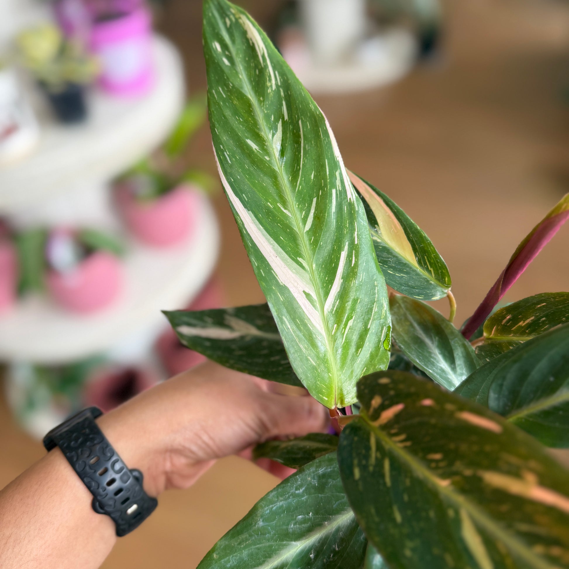 Stromanthe ‘Magic Star’