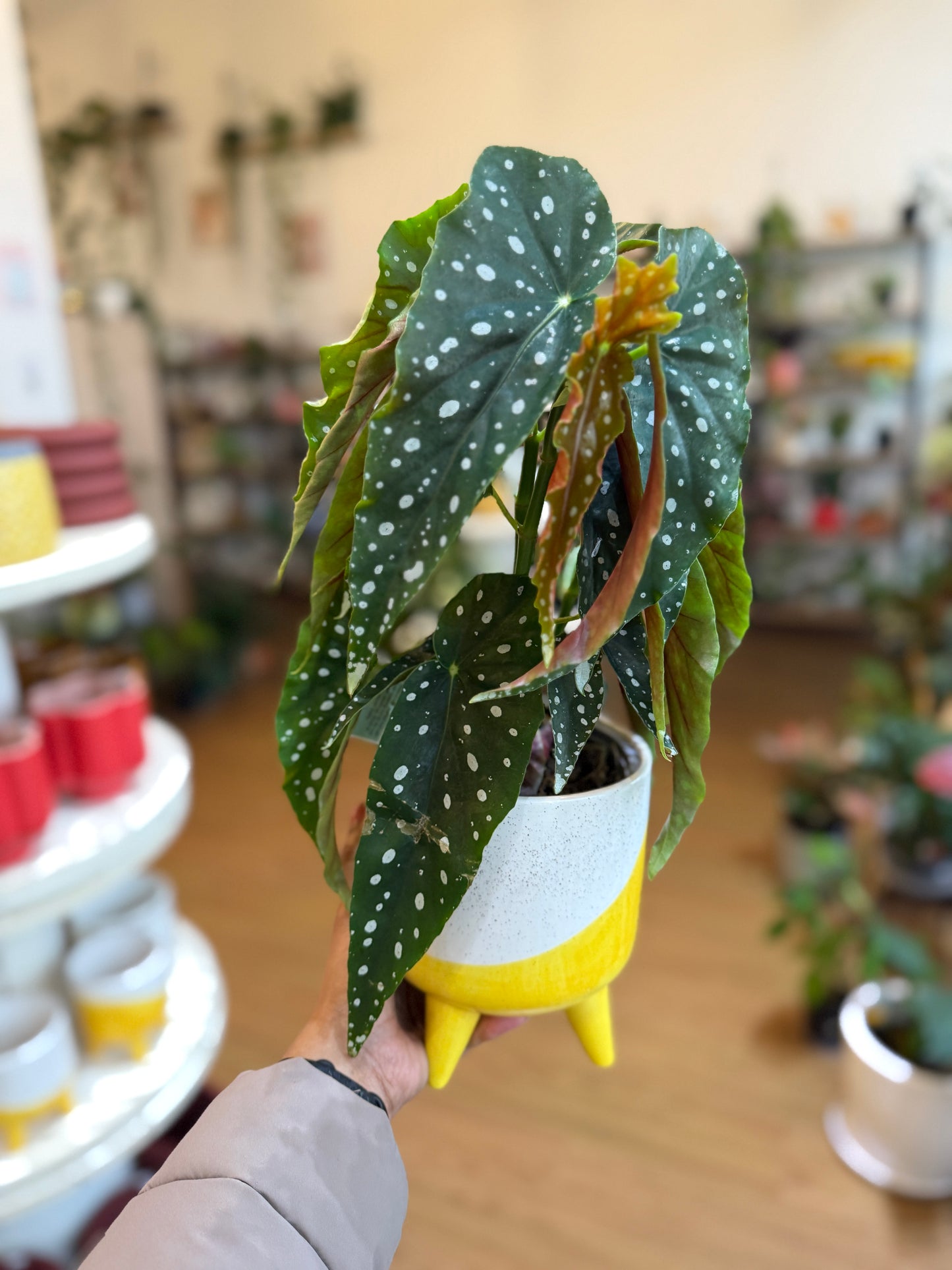 Begonia Maculata Wightii 🌿✨(Angel Wings)