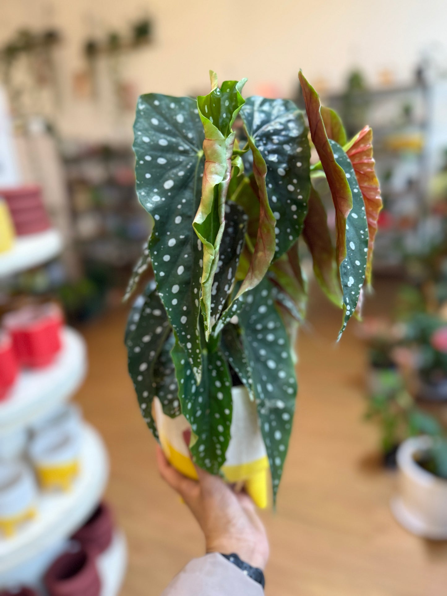 Begonia Maculata Wightii 🌿✨(Angel Wings)