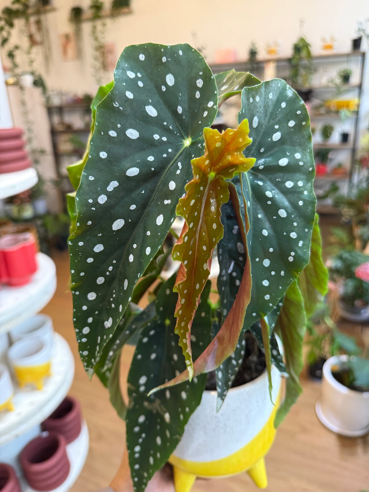 Begonia Maculata Wightii 🌿✨(Angel Wings)