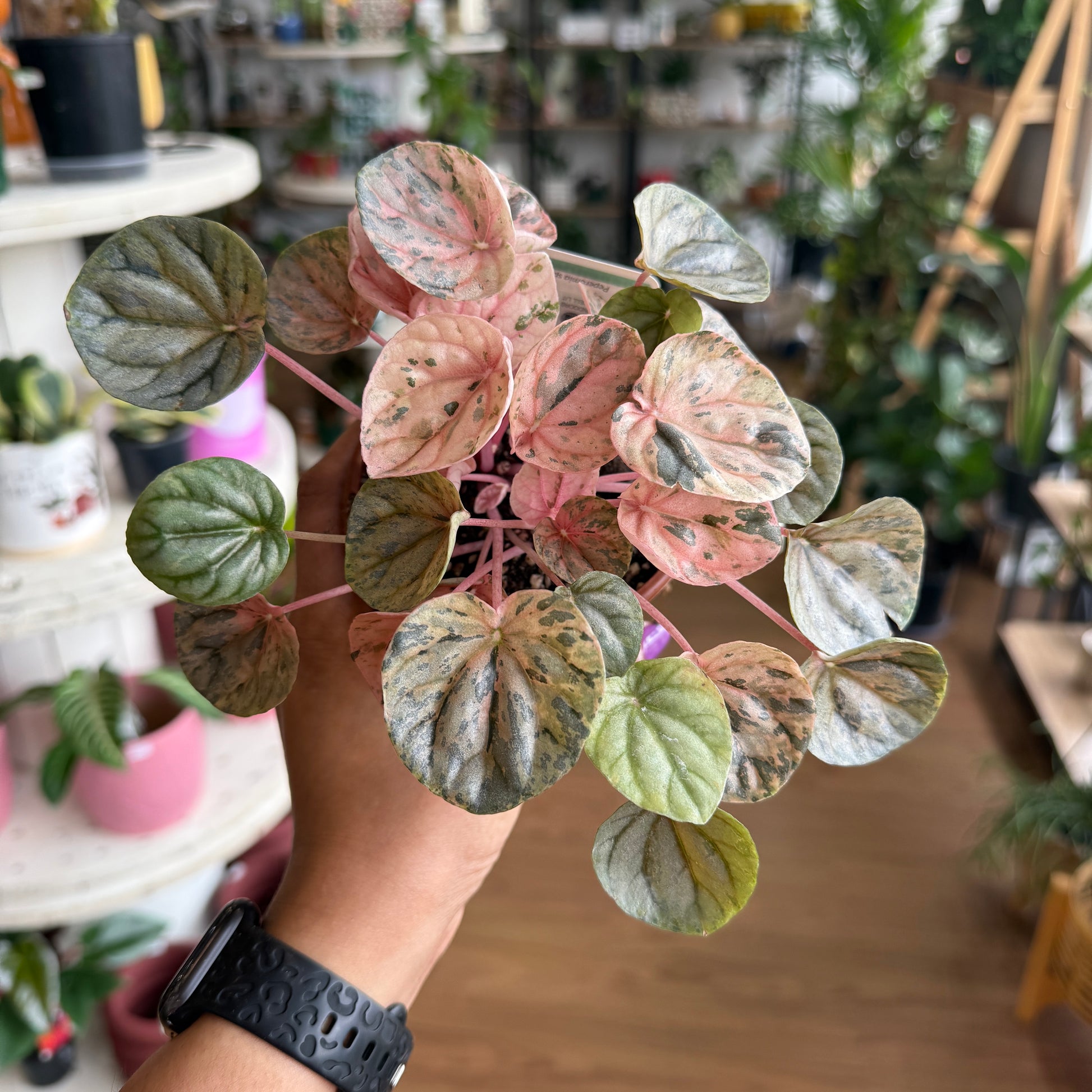 Peperomia Pink Lady (Pink Ripple) with heart-shaped variegated leaves in pink, green, and cream tones in a nursery pot.