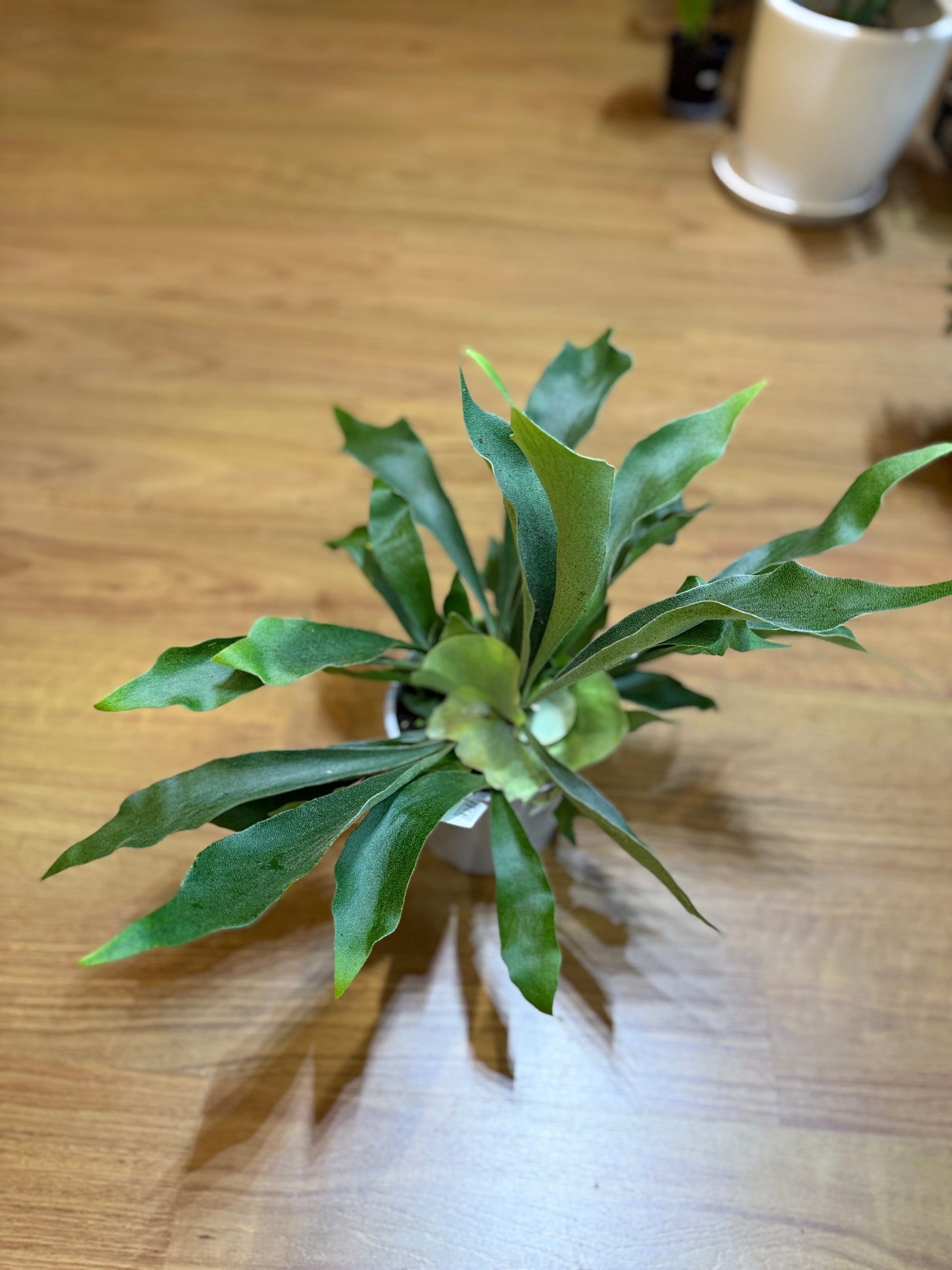 Elkhorn Fern (Platycerium bifurcatum) 🦌🌿