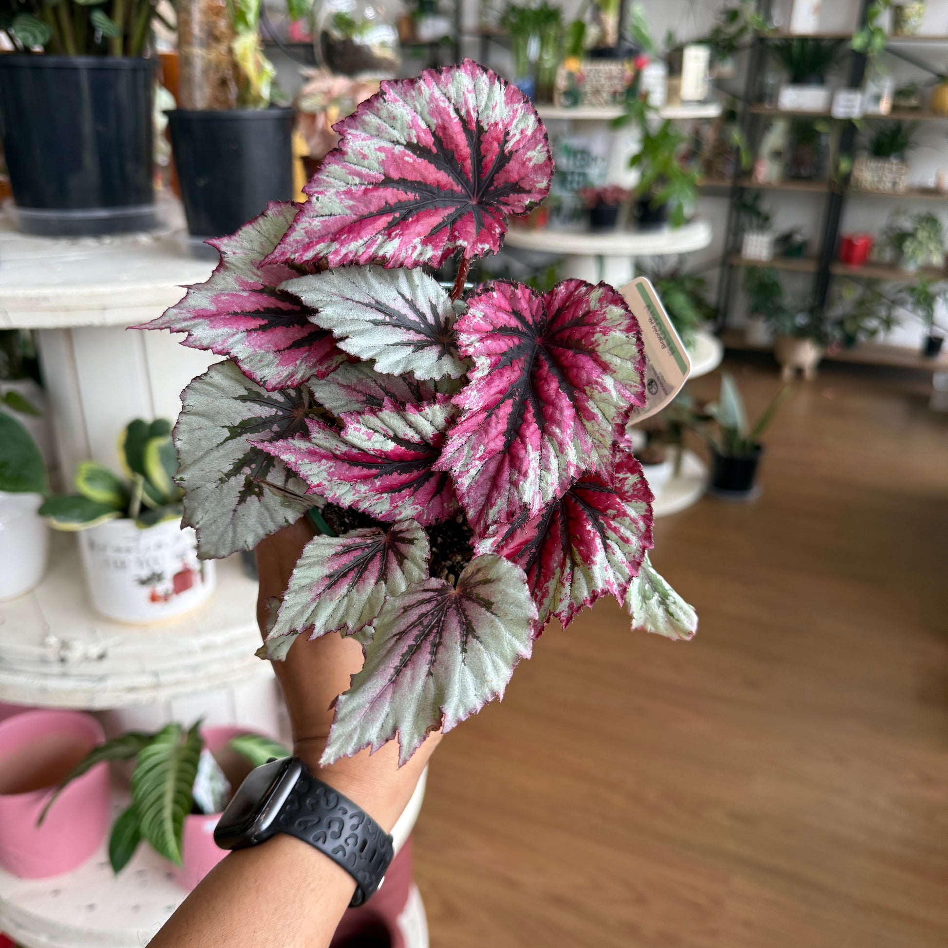 Begonia Rex plant with colourful patterned leaves in shades of green, silver, burgundy, and purple in a nursery pot.