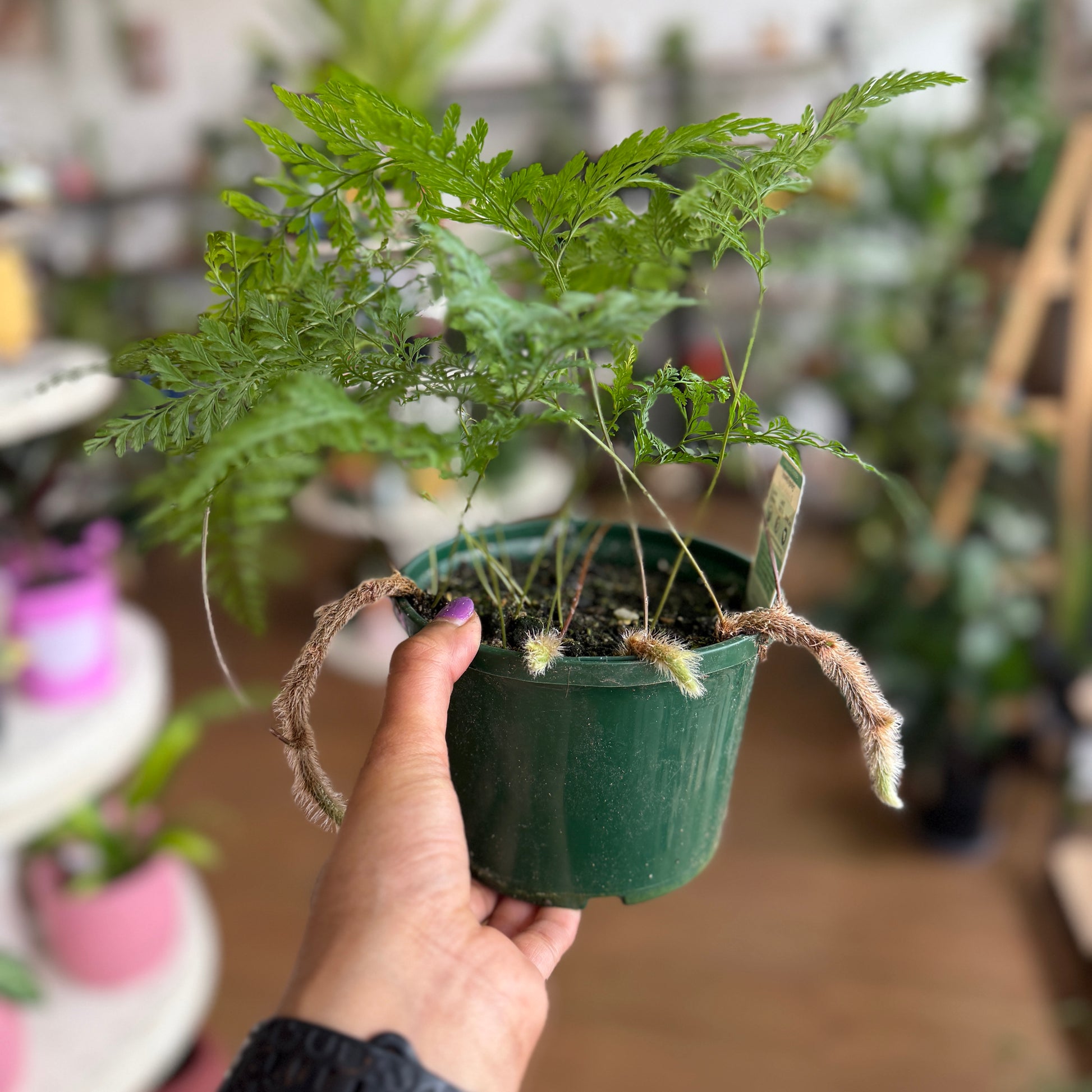 Davallia ‘Rabbit’s Foot’ Fern