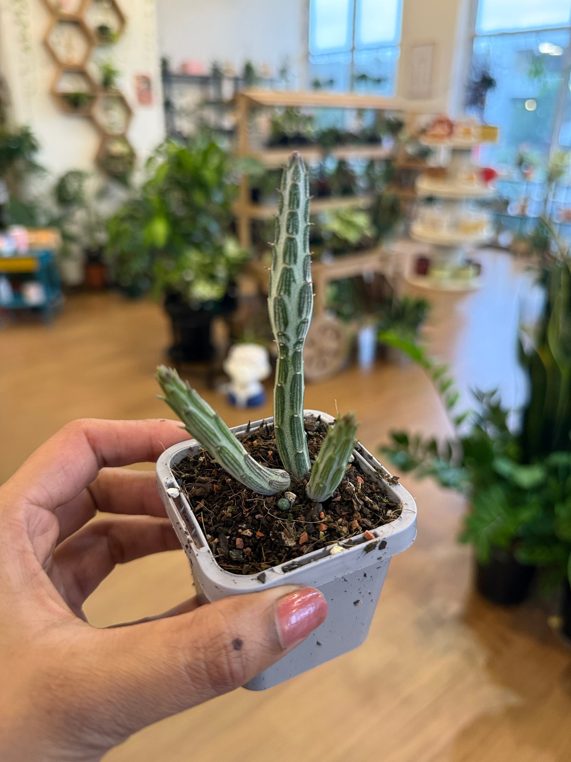 Senecio Stapeliiformis 'Candle Stick Plant"