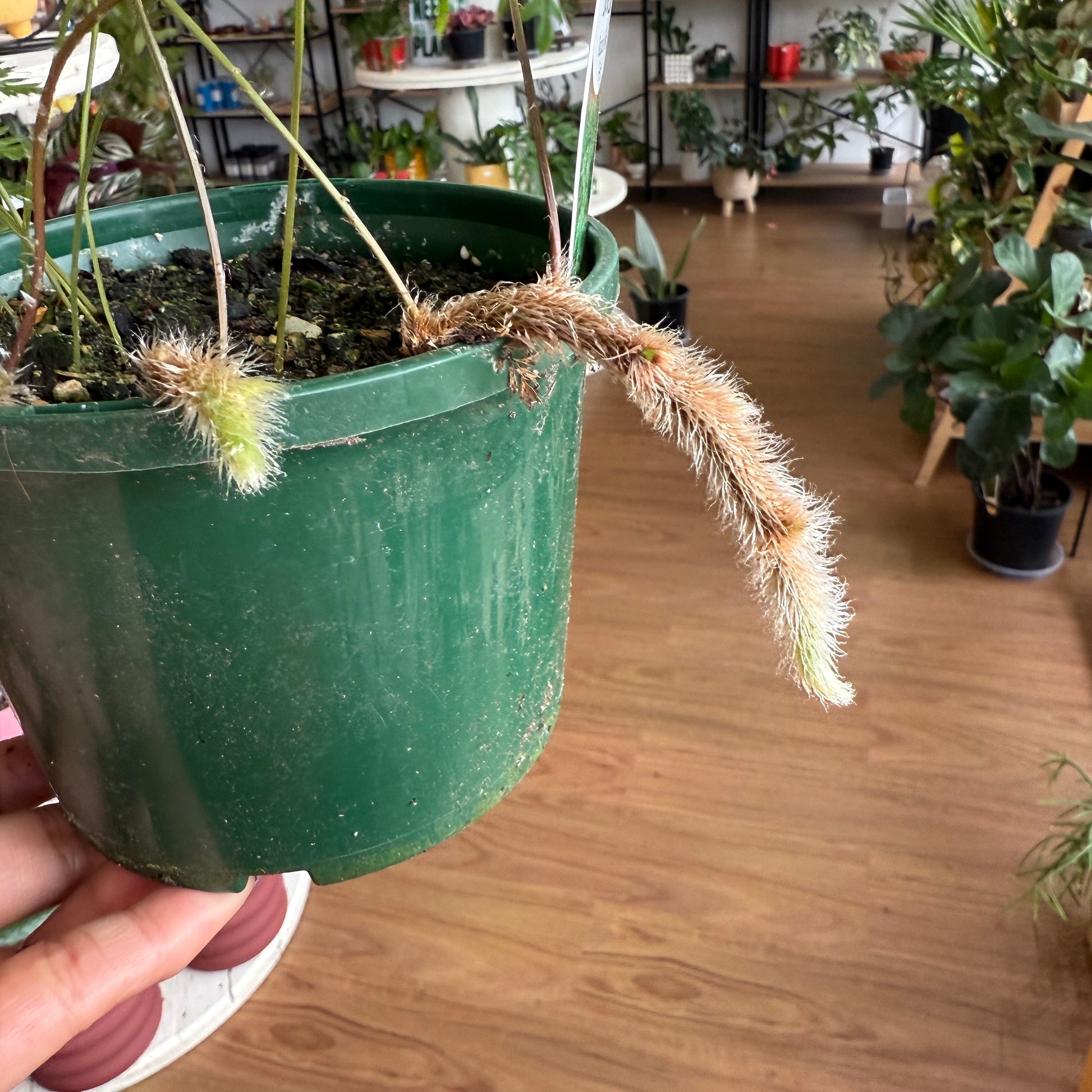 Davallia ‘Rabbit’s Foot’ Fern