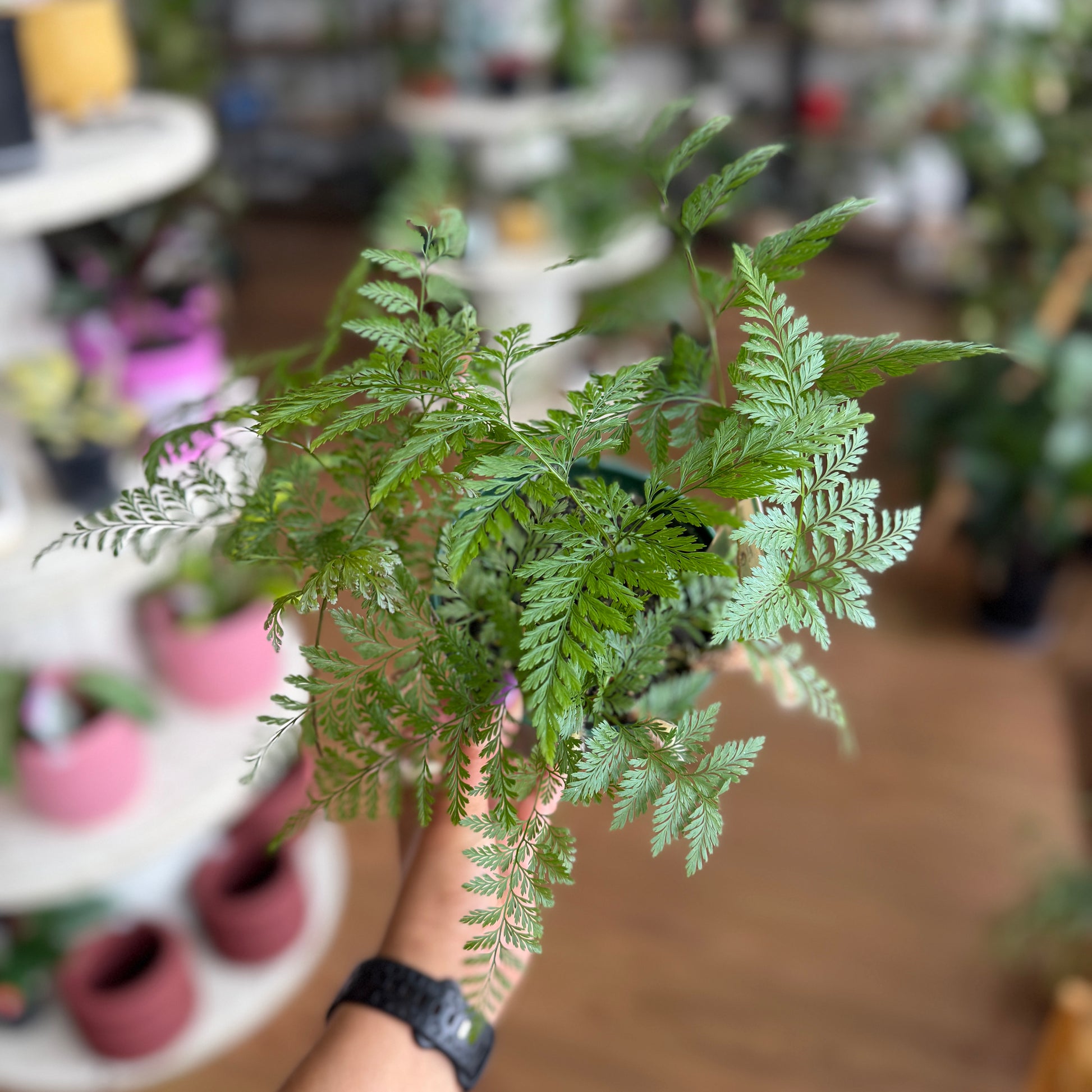 Davallia Rabbit’s Foot Fern with furry rhizomes and cascading green fronds in a hanging pot, ideal for indoor décor.