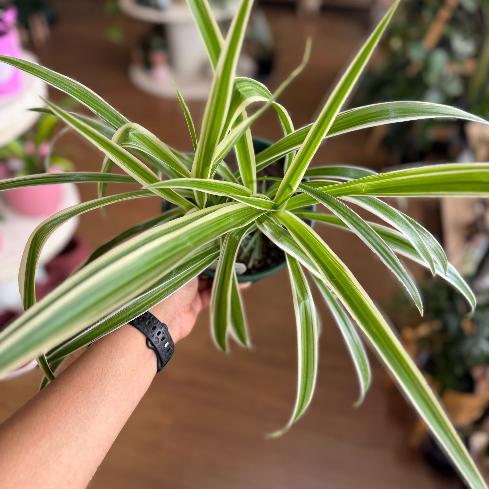 Chlorophytum ‘Spider Plant’