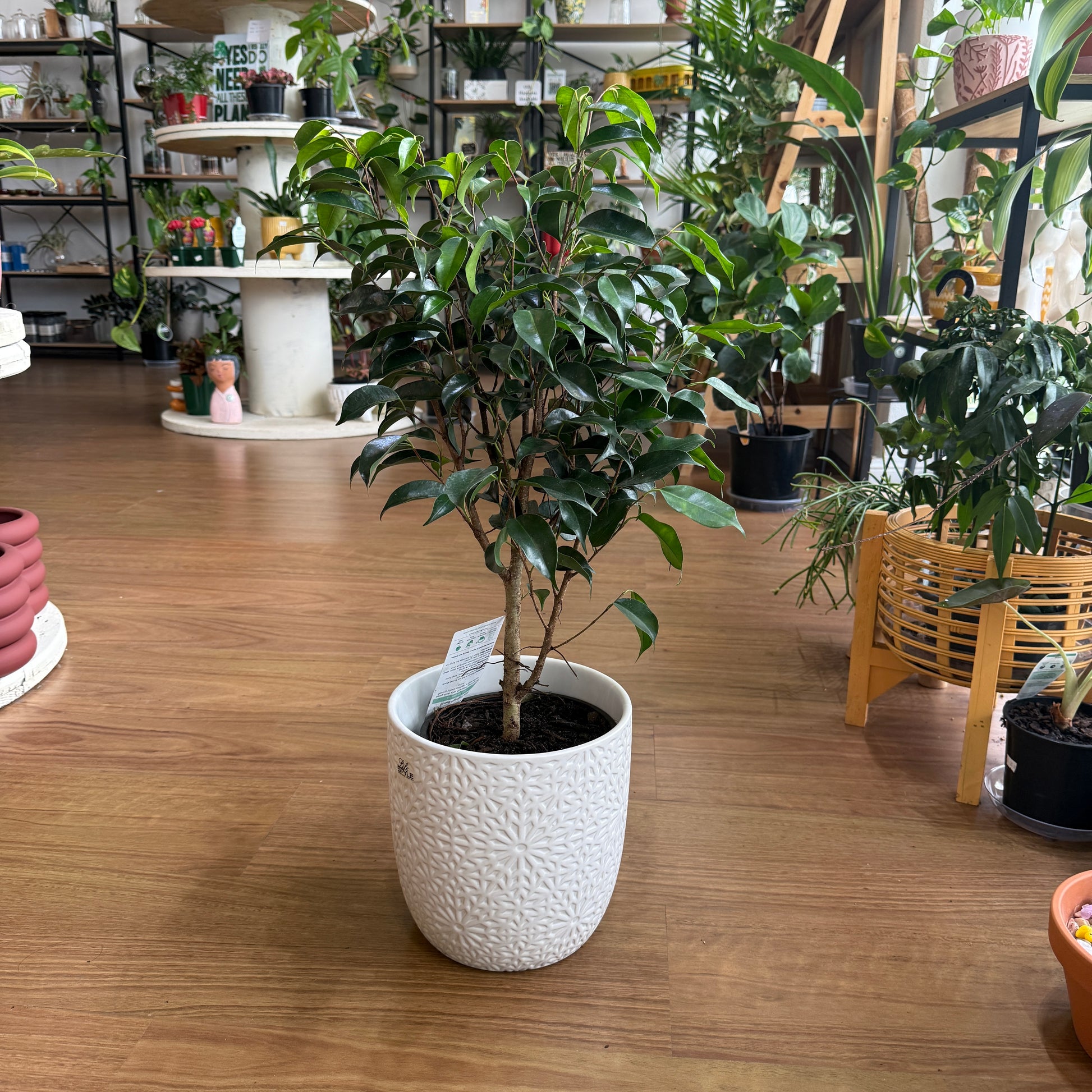 Ficus ‘Midnight Beauty’