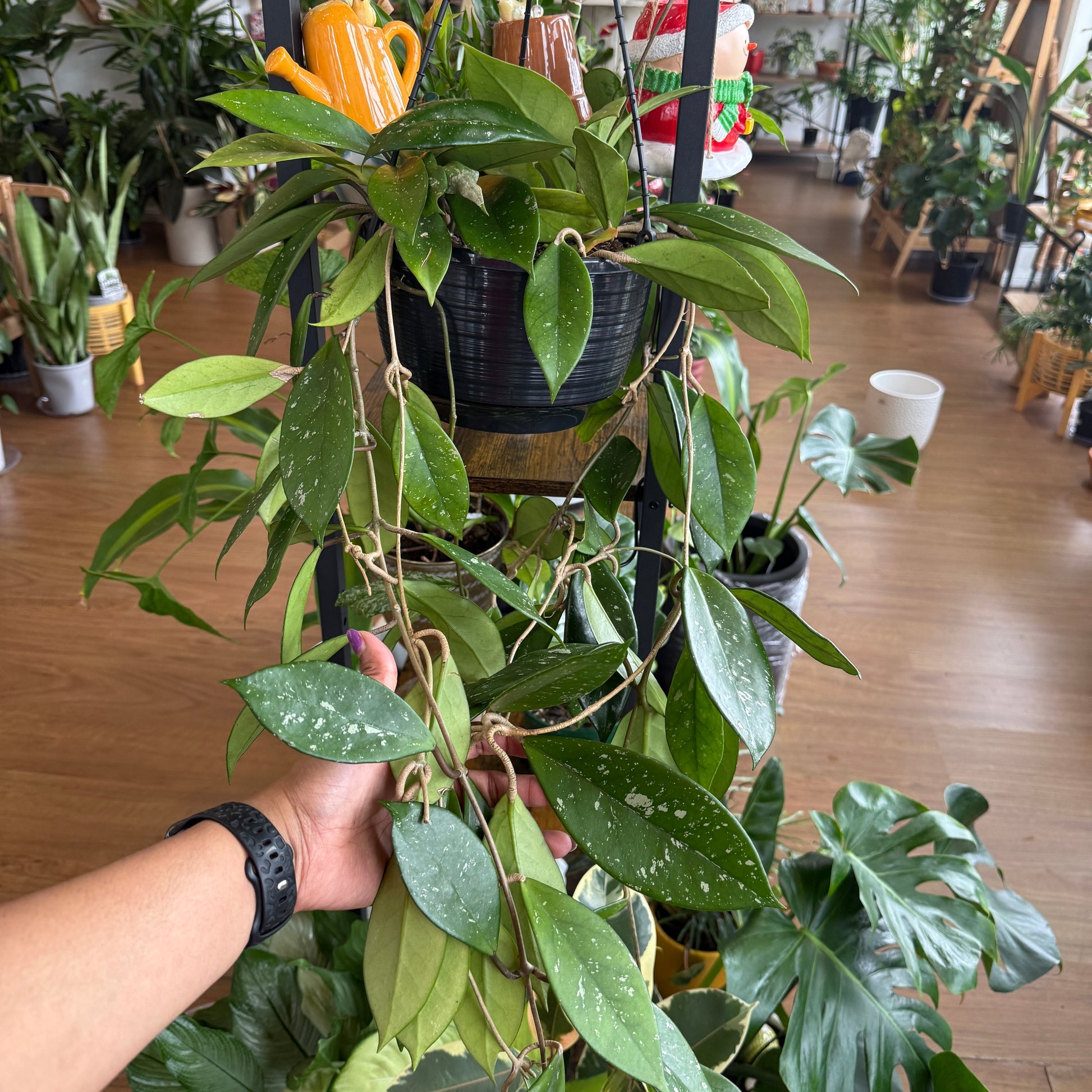 Hoya Wax Plant with thick green leaves and clusters of star-shaped flowers in a decorative indoor pot.