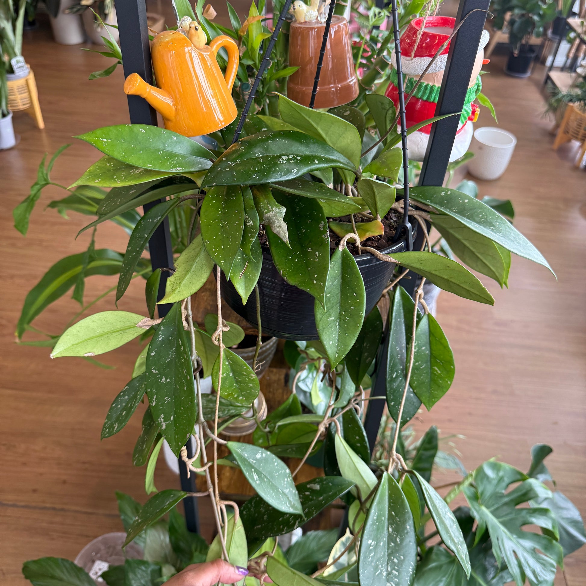 Hoya 'Wax Plant' Hanging Basket