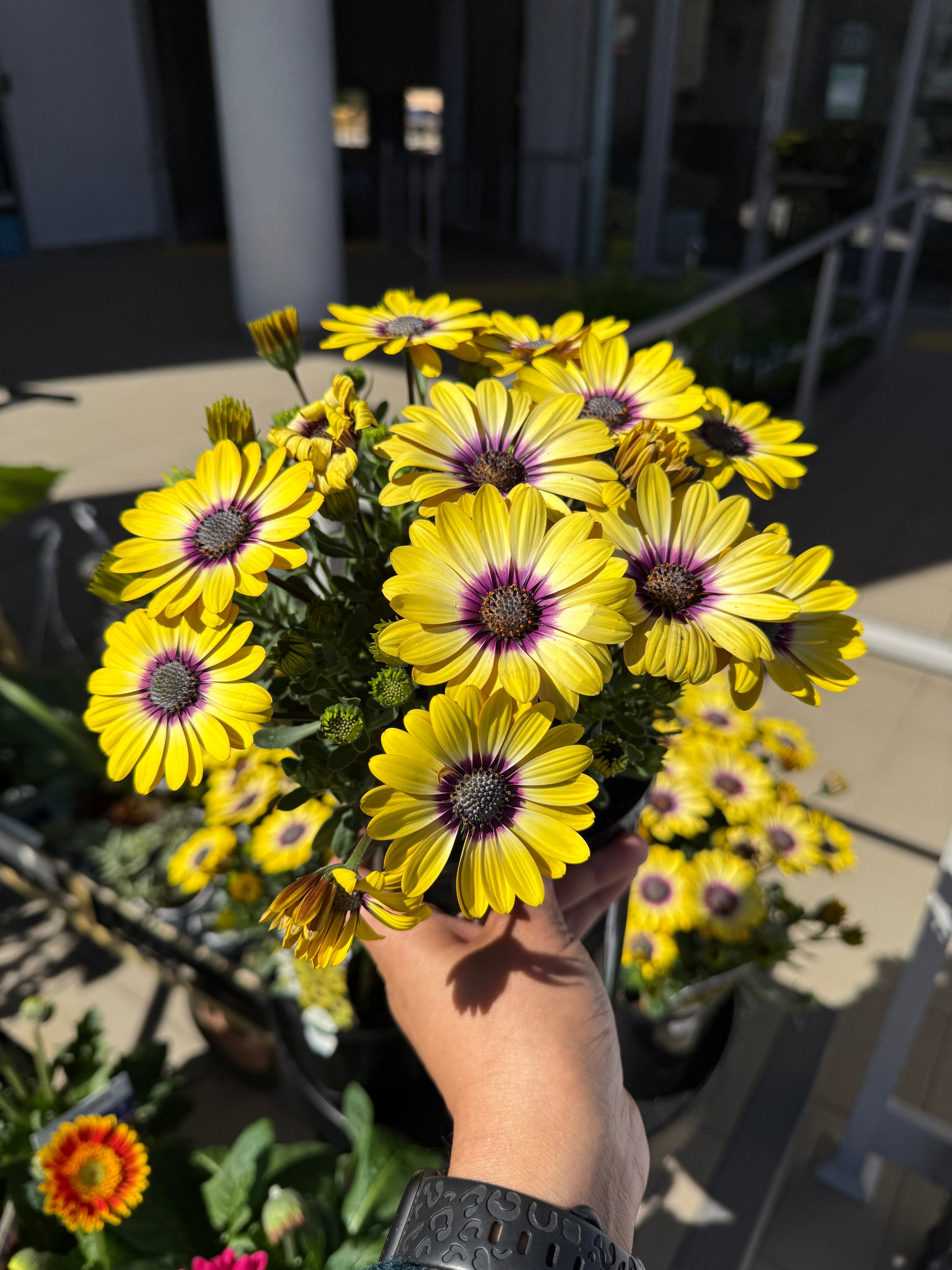 Osteospermum Blue Eyed Beauty with yellow petals and a striking blue-purple centre, perfect for Sydney balconies and gardens.