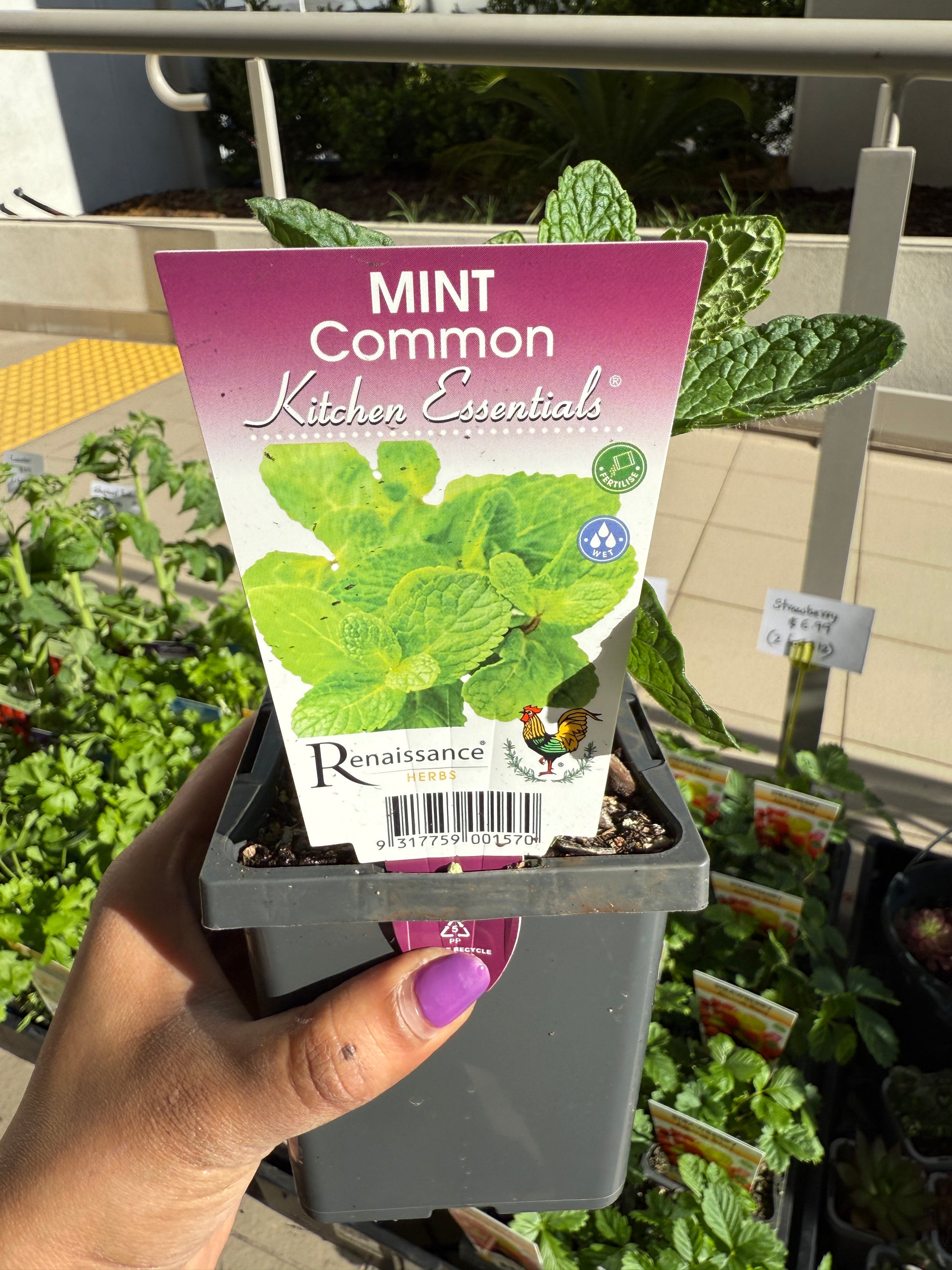 Mint Common (Kitchen Plant) 🌿