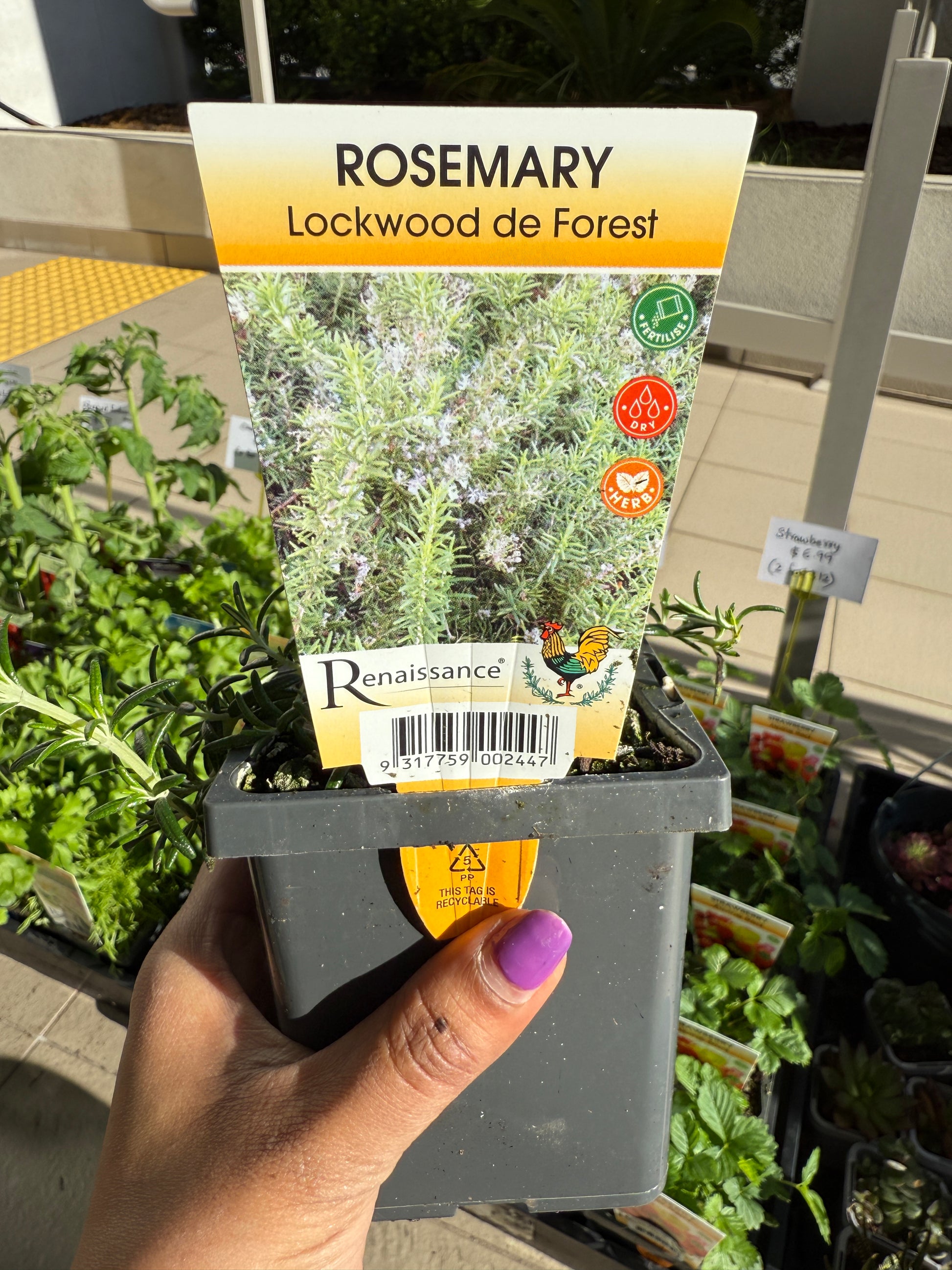 Rosemary Lockwood plant with fragrant green leaves, ideal for Sydney balconies and gardens.