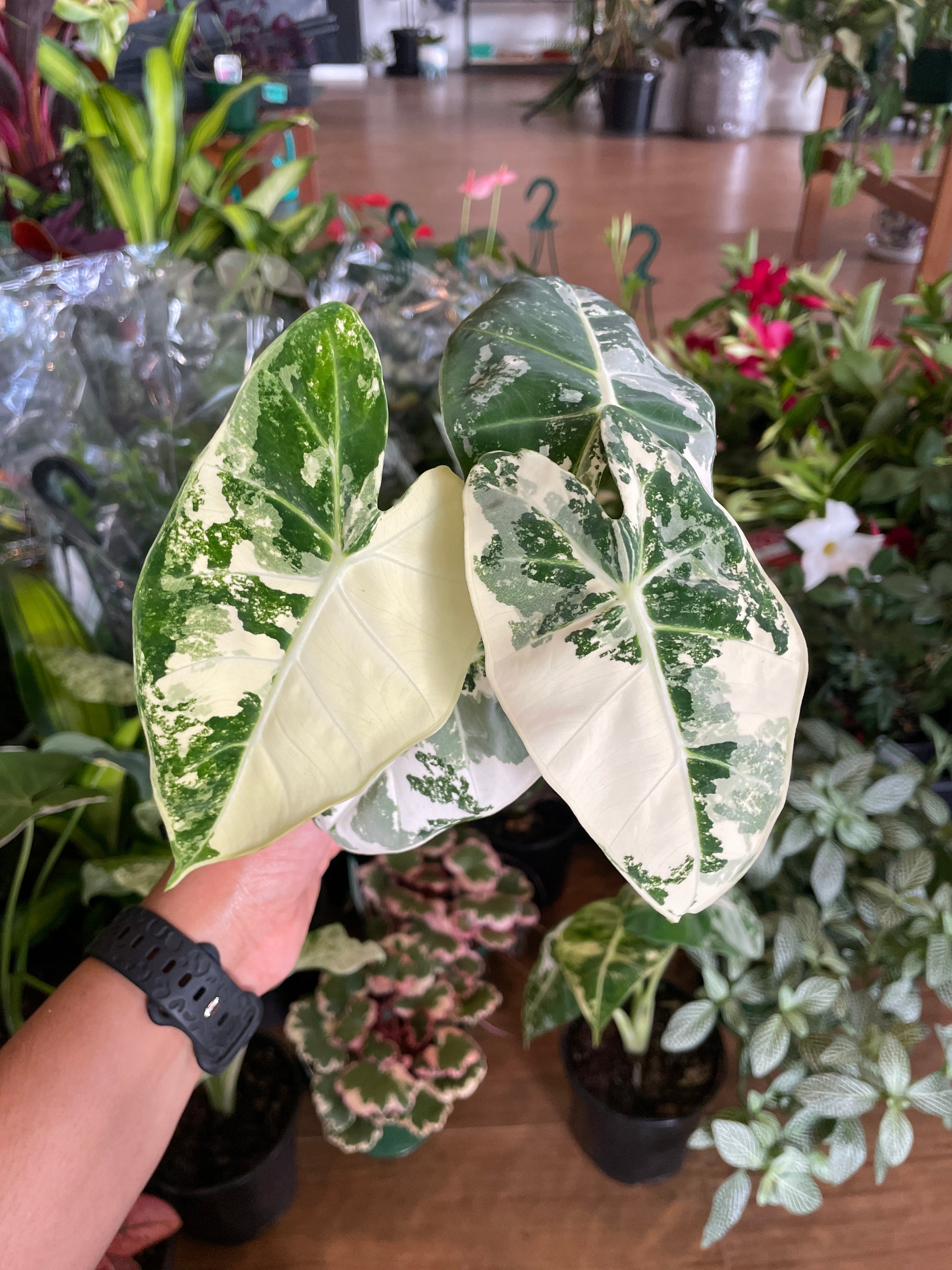 caladium-scarlet-girl