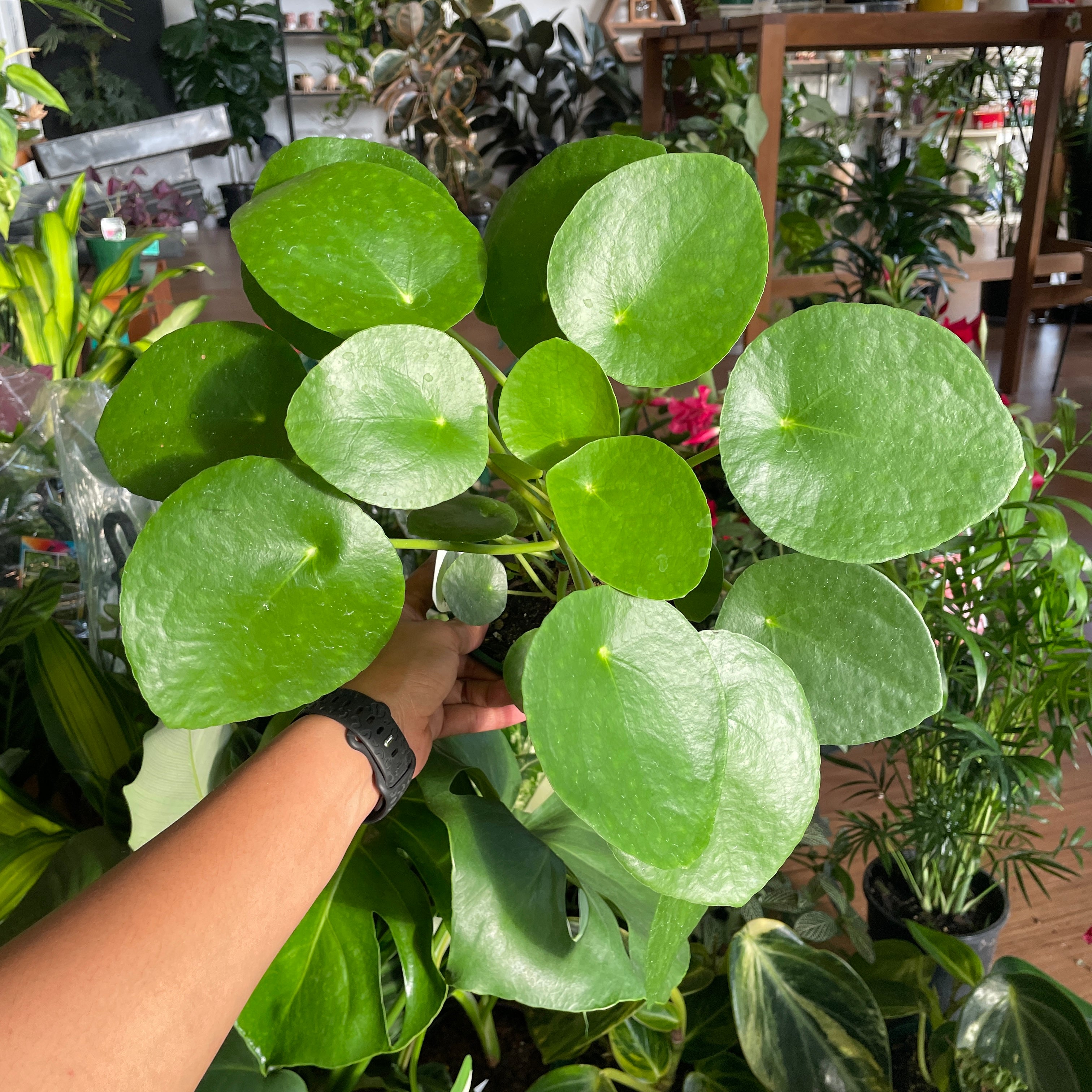money plant species Pilea Peperomioides