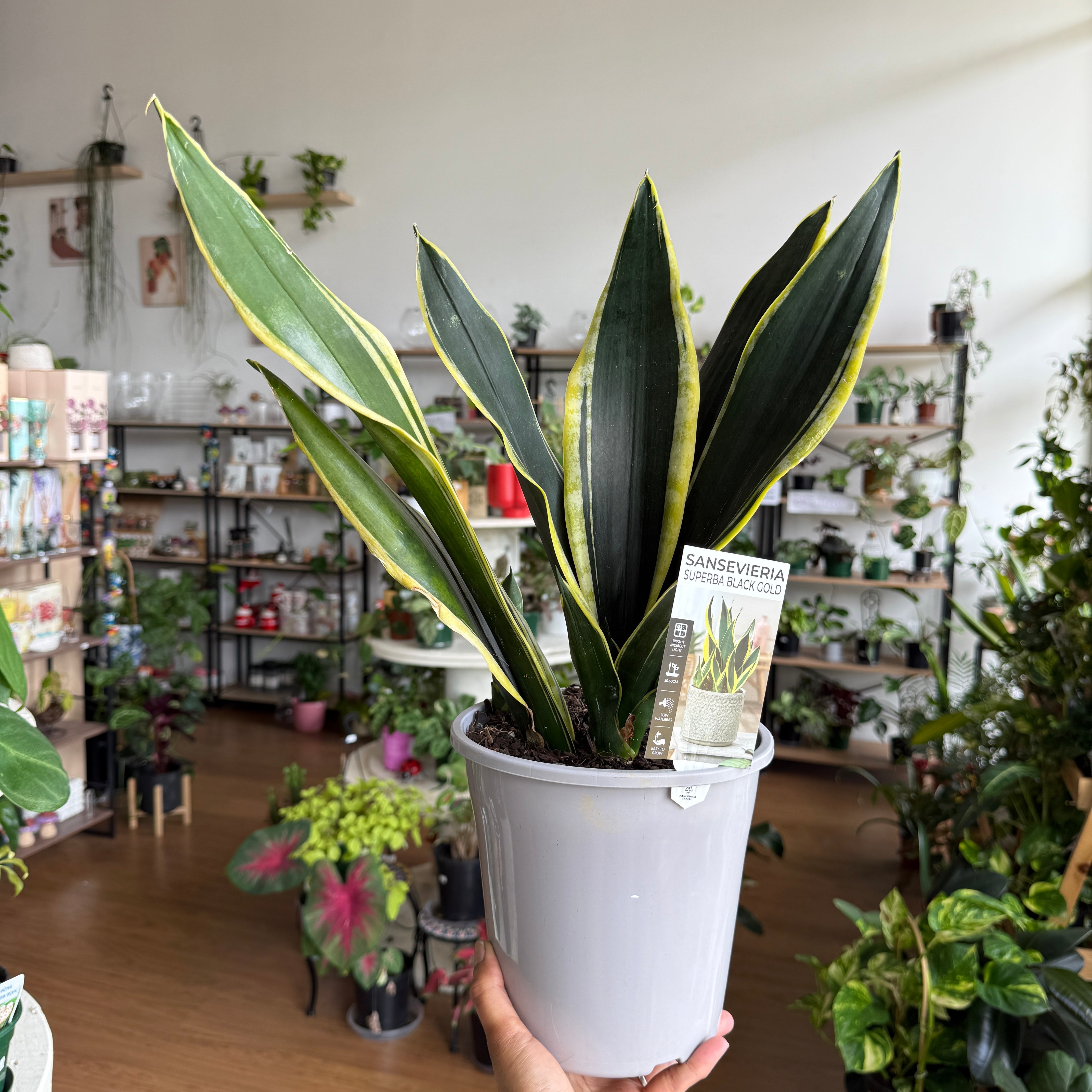 Sansevieria Superba Gold | Snake Plant Indoor