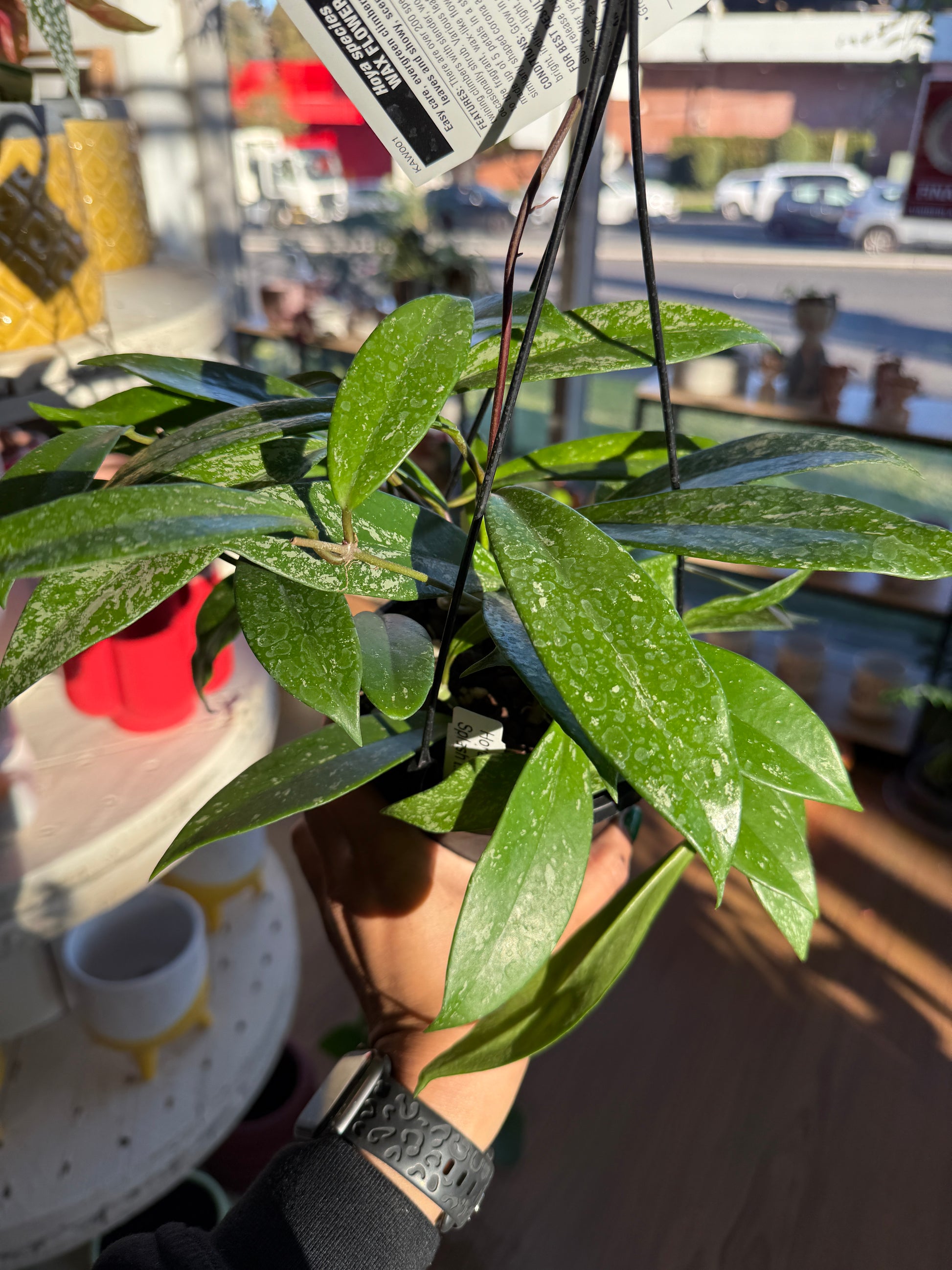 Hoya Wax Plant – Hoya spp.