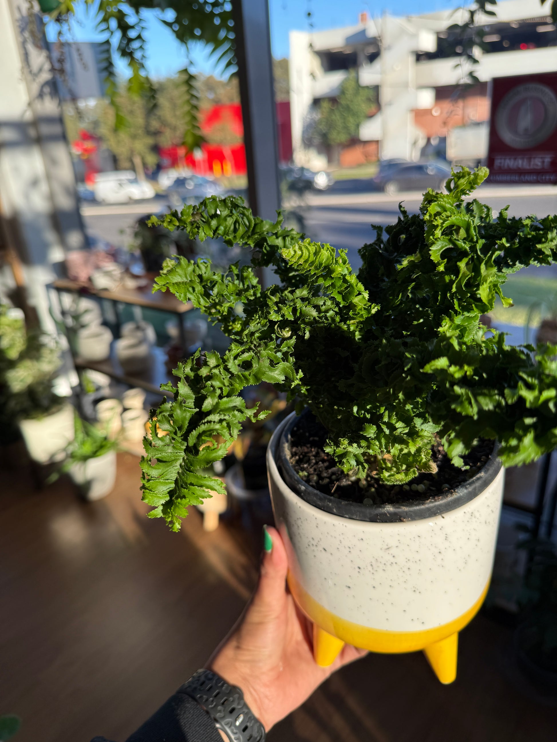 Boston Fern Curly Locks (Nephrolepis exaltata)