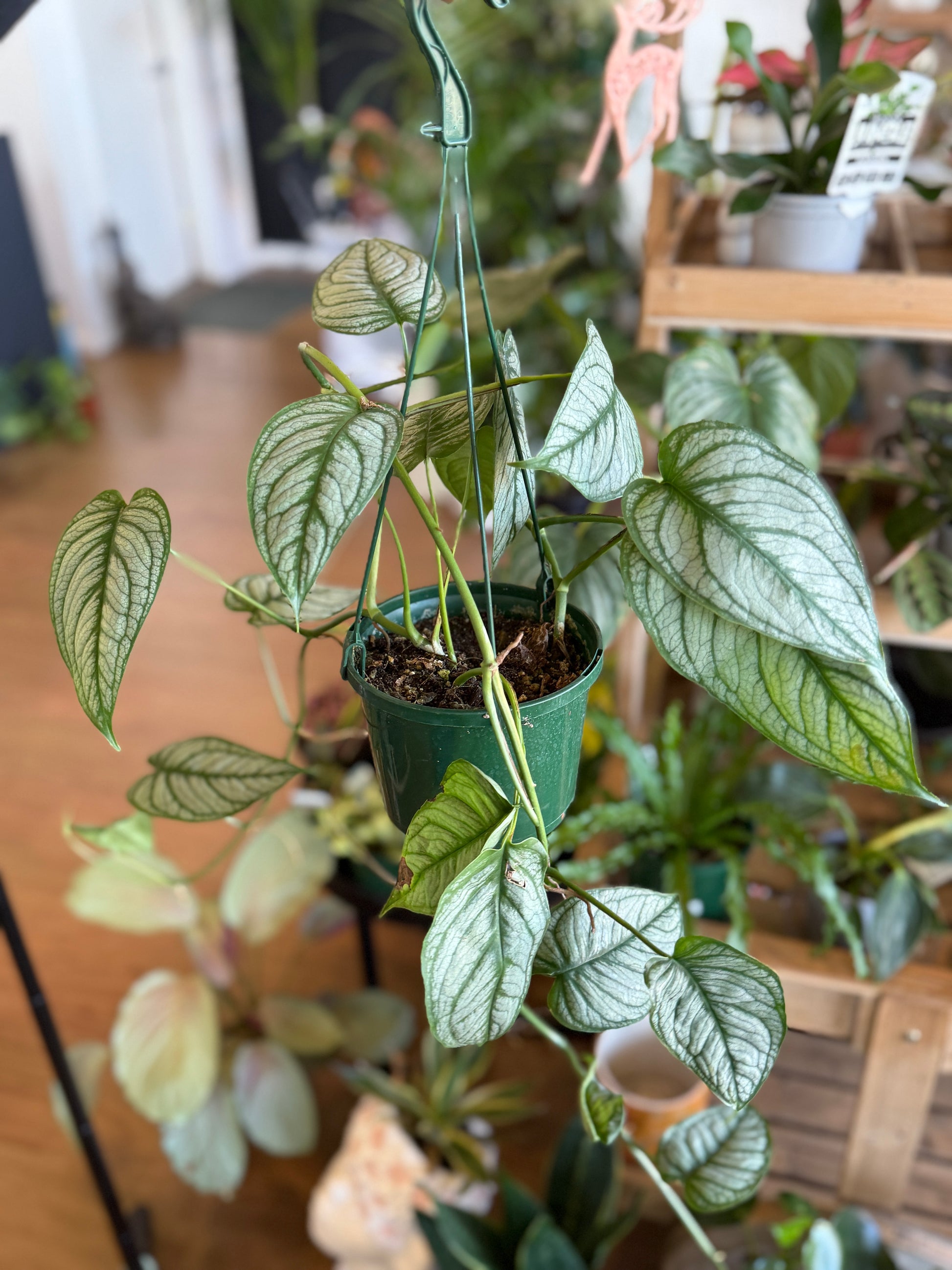 Rare Monstera 'Ecuador'