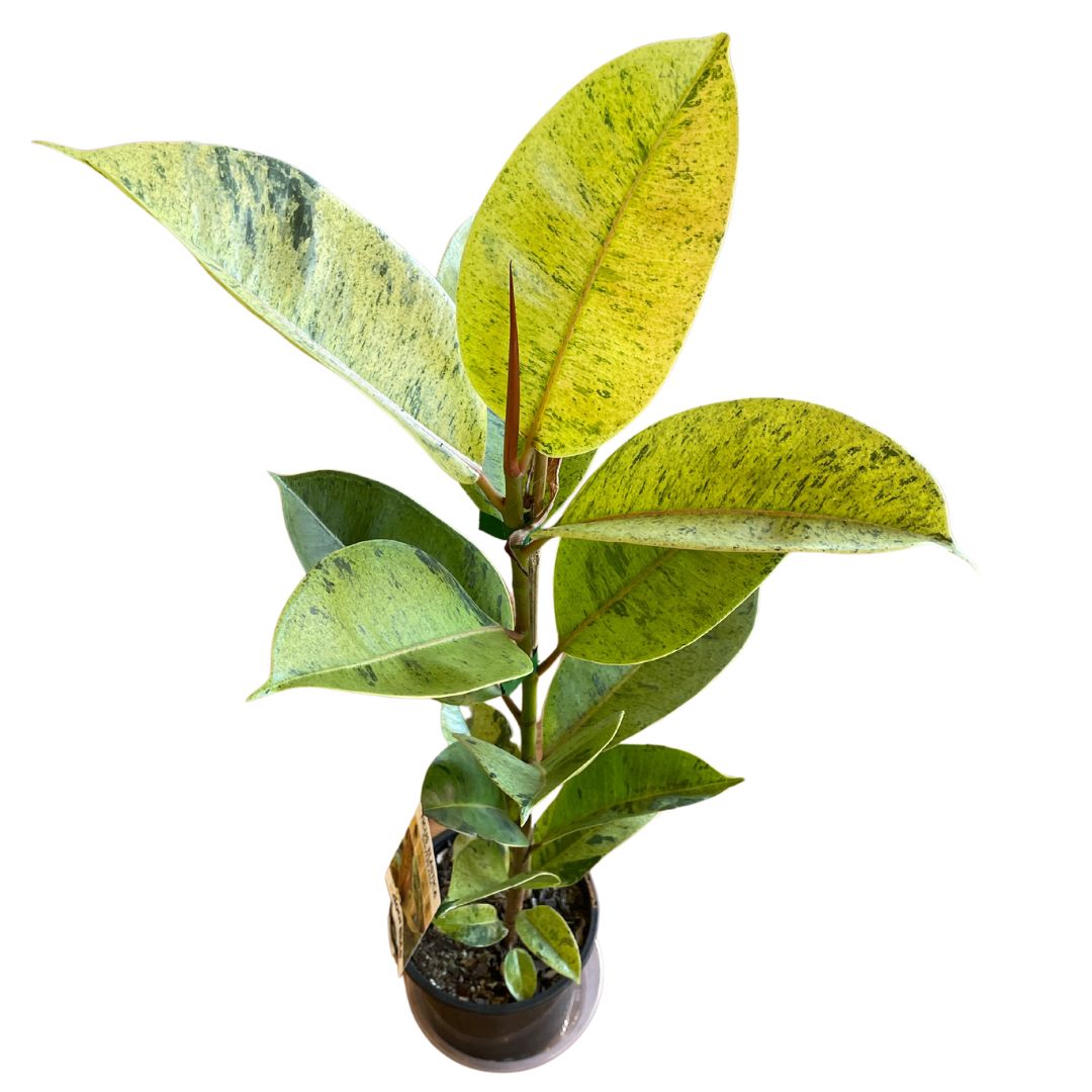 Ficus Elastica Shivereana - Wera Plants
