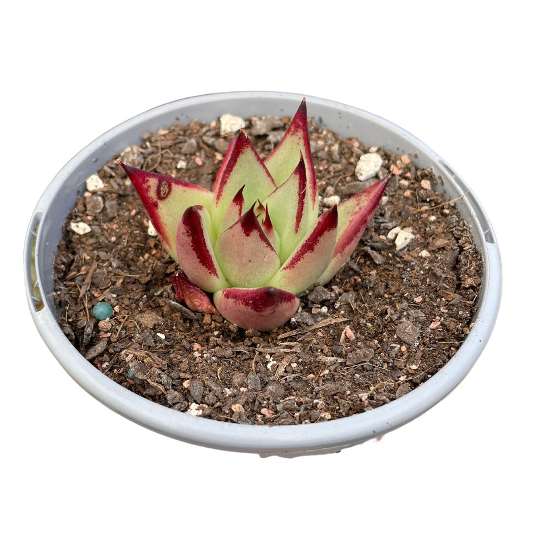 Echeveria Agavoides 'LA Virgin' - Wera Plants
