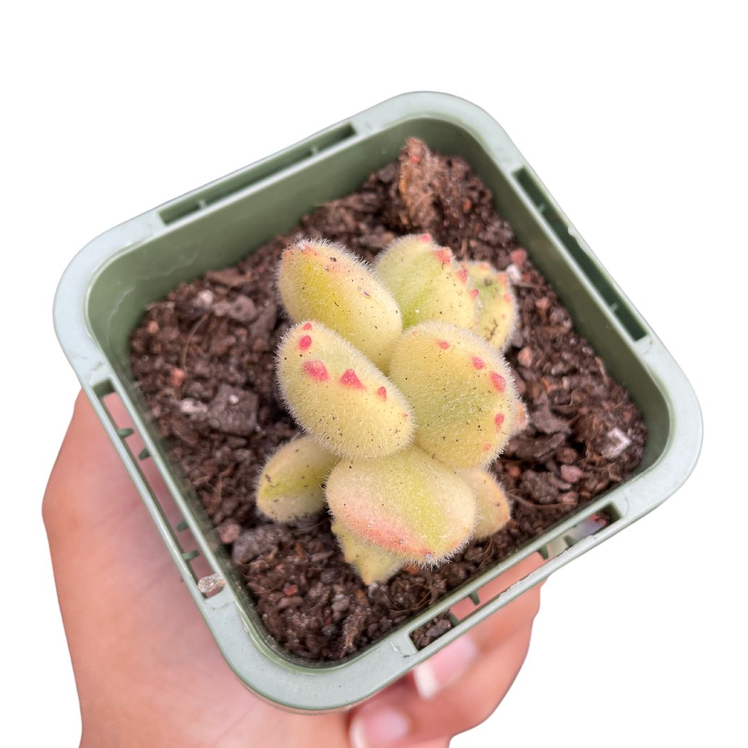 Cotyledon Tomentosa Bear Paws White Variegated - Wera Plants