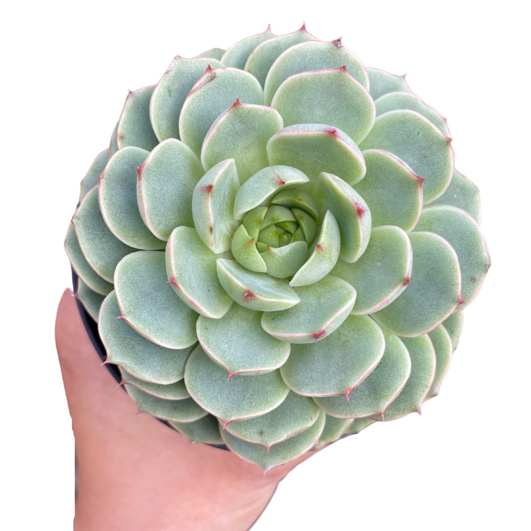ben badis succulent Echeveria Ben Badis – Wera Plants
