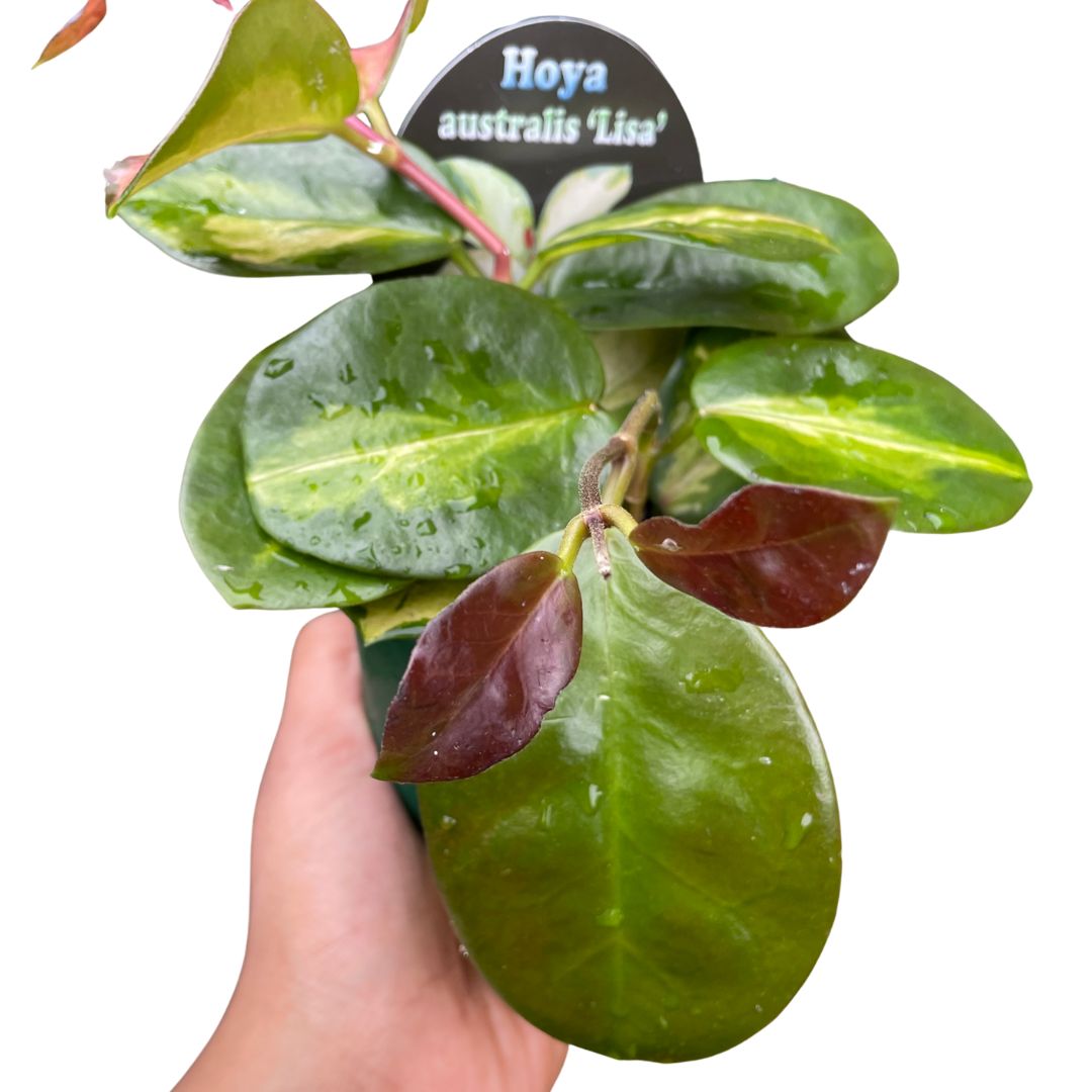 Hoya Australis 'Lisa' - Wera Plants