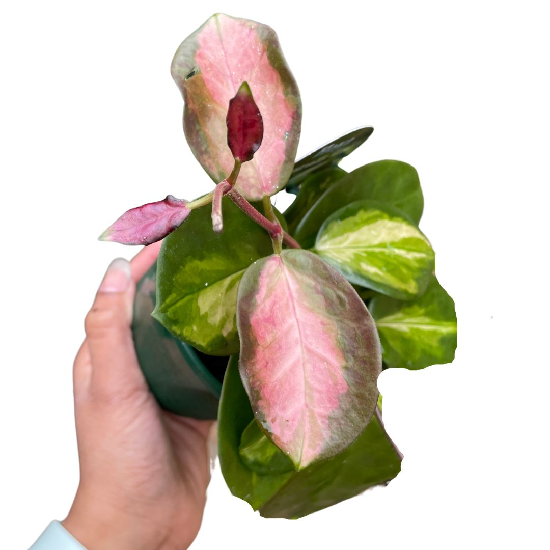 Hoya Australis 'Lisa' - Wera Plants