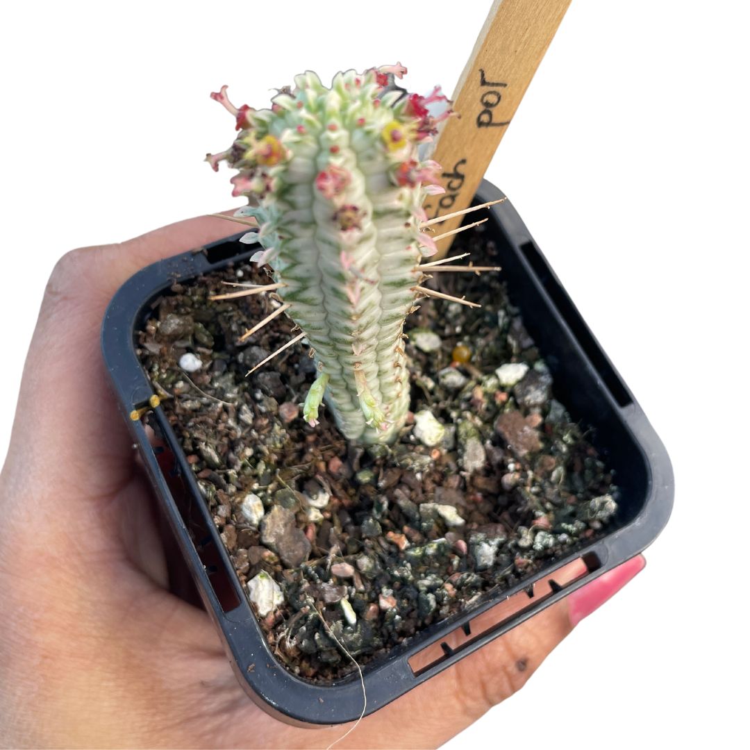 Euphorbia Mammillaris 'Indian Corn Cob' - Wera Plants