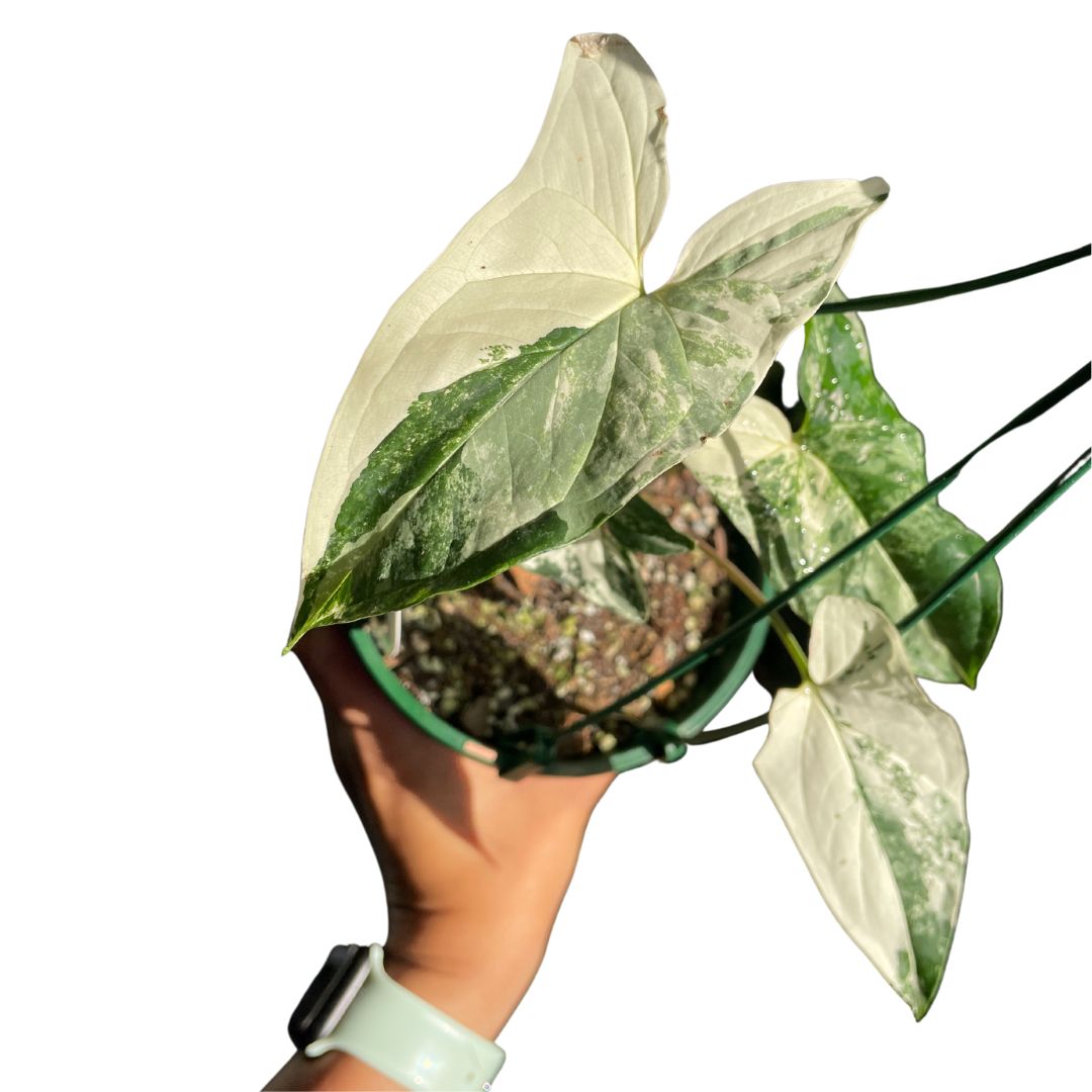 Syngonium 'Albo' Fantasy - Wera Plants