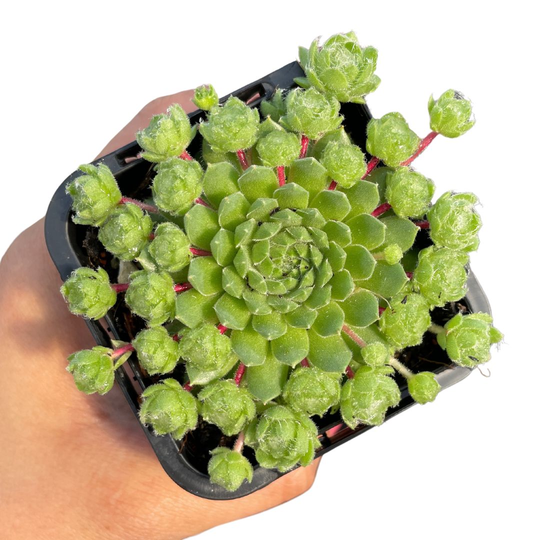 Sempervivum - Wera Plants