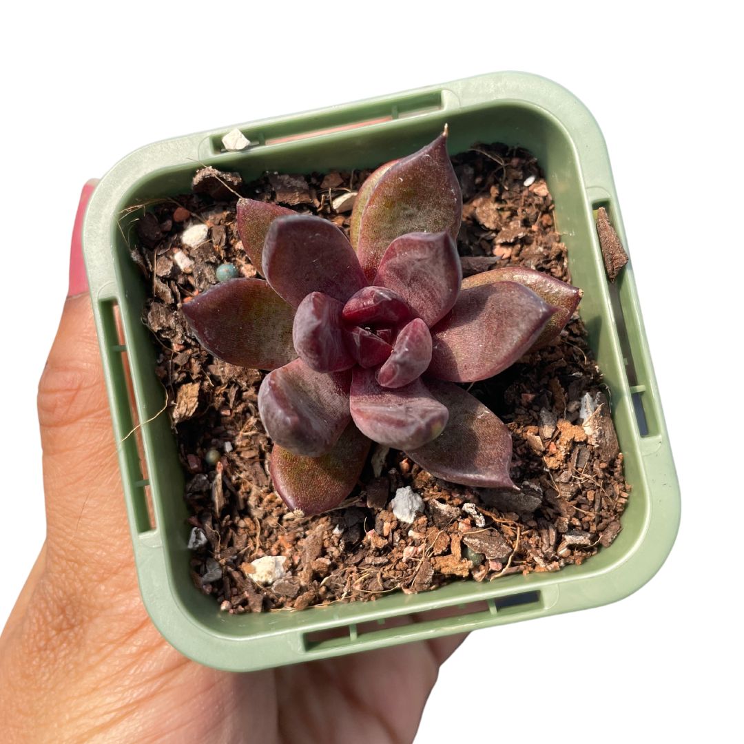 Echeveria 'Black Crystal' - Wera Plants