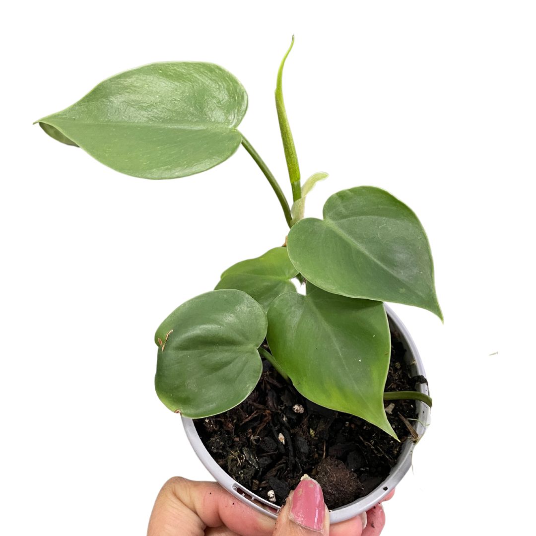 Philodendron Coradatum Heart Leaf - Wera Plants