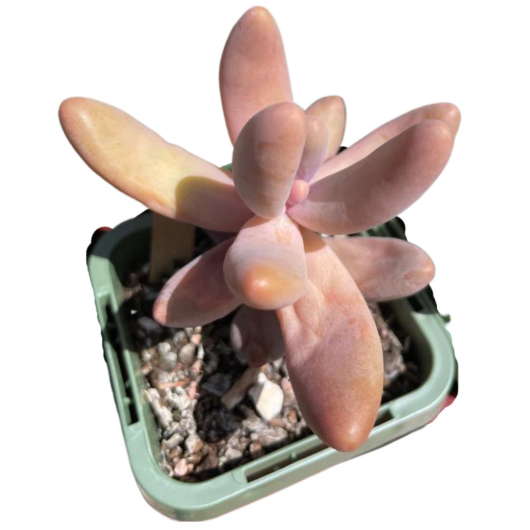 Pachyveria Ganzhou - Wera Plants