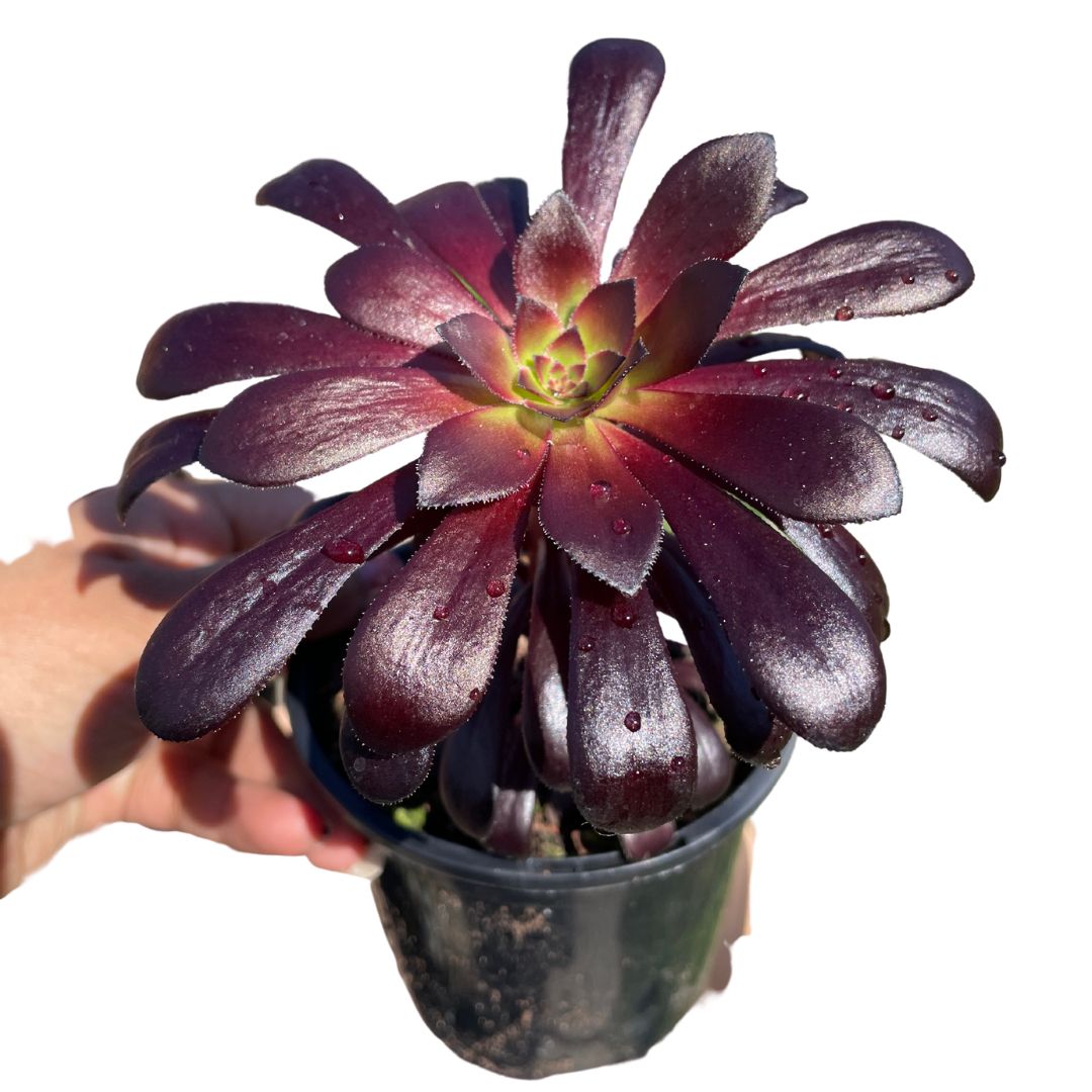 Aeonium Arboreum 'Zwartkop' Black Rose - Wera Plants