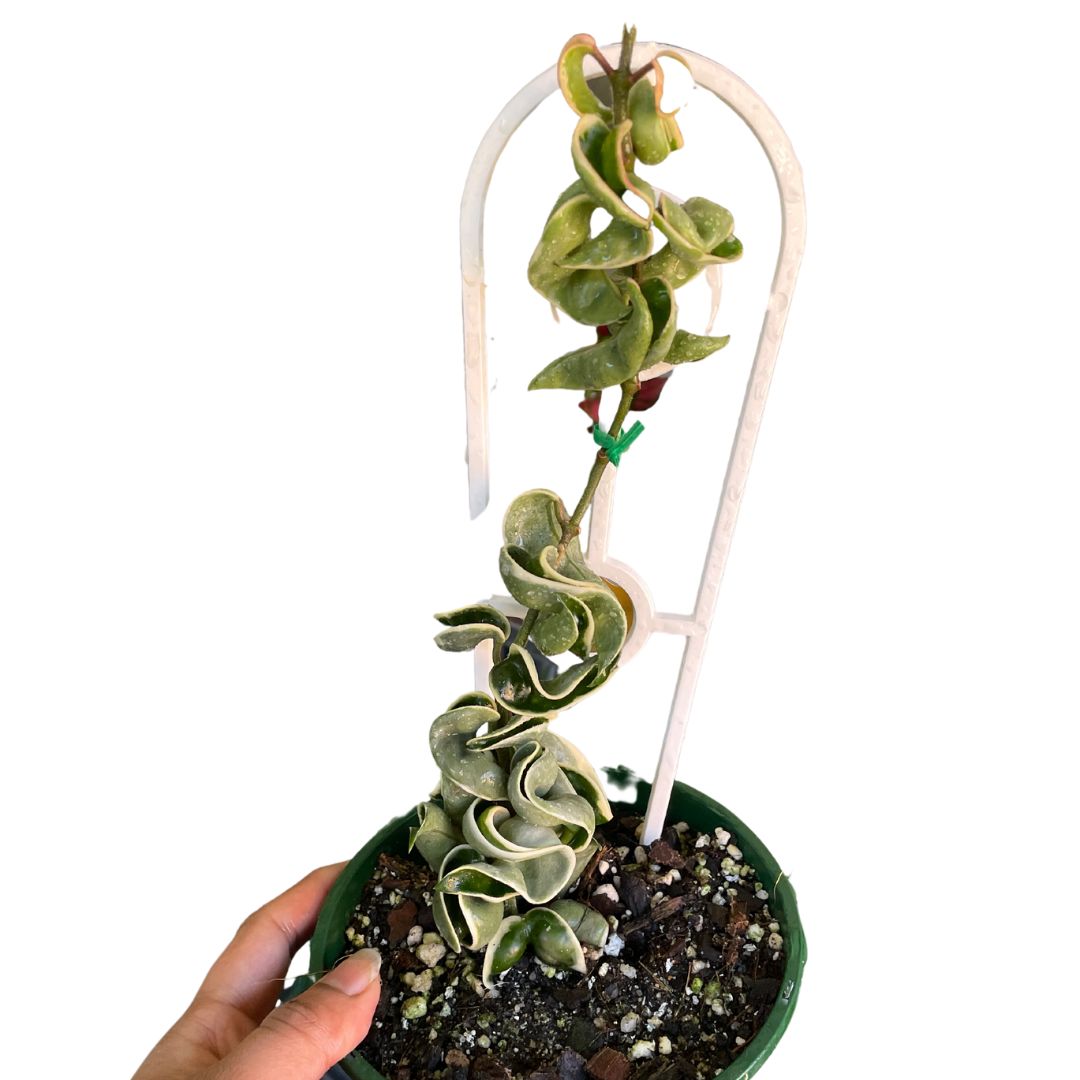 Hoya Compacta Variegated Indian Rope - Wera Plants
