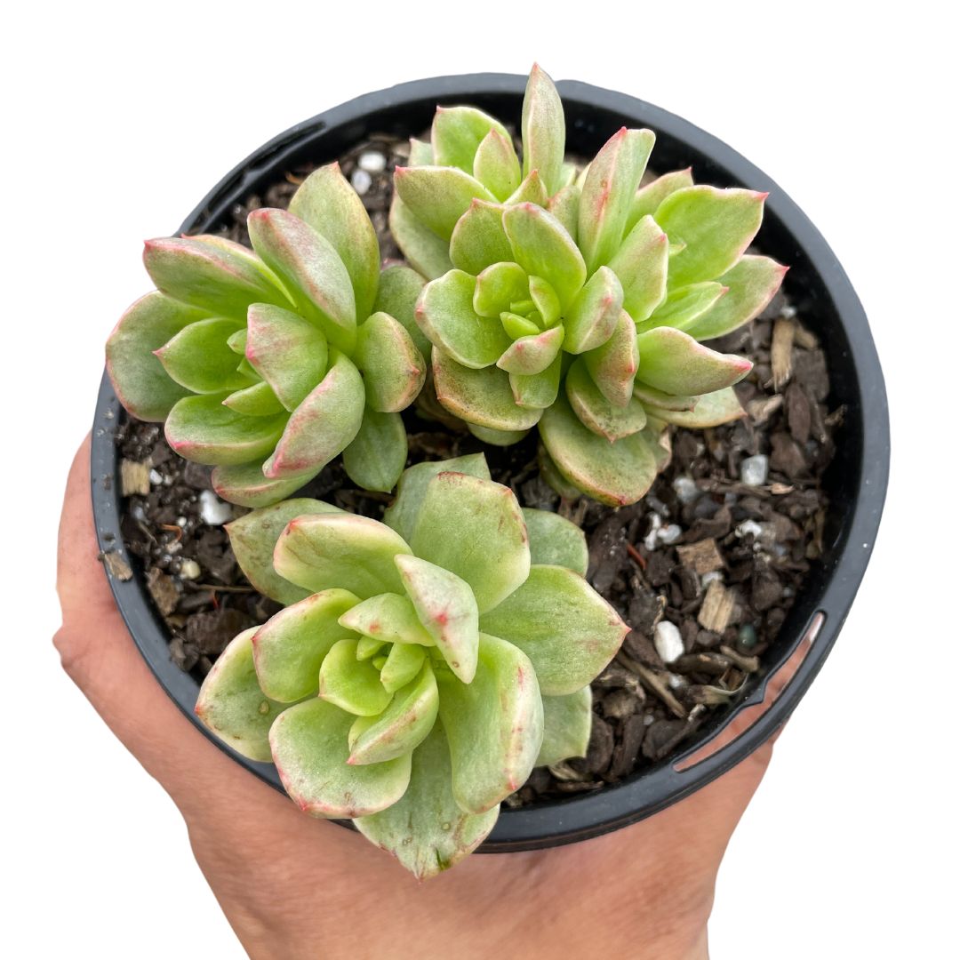 Sedeveria Rolly Variegata - Wera Plants