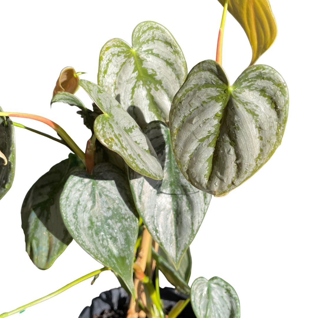 philodendron brandi australia Philodendron Brandtianum